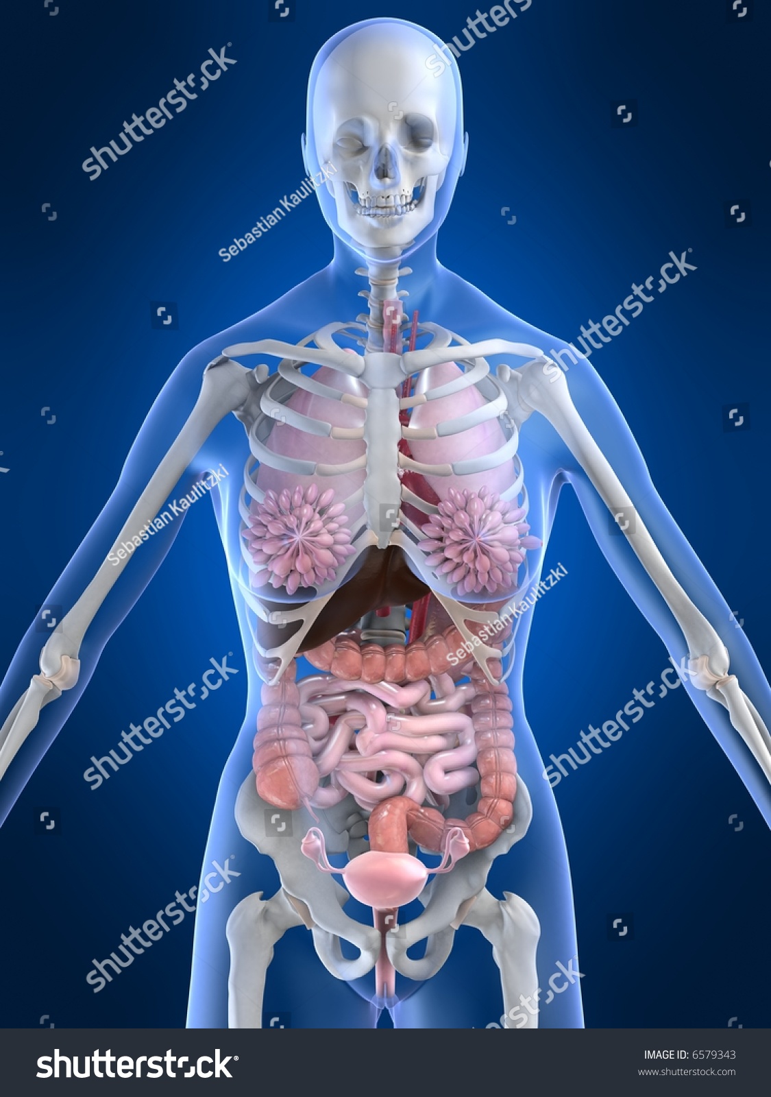 строение тела женщины фото органы