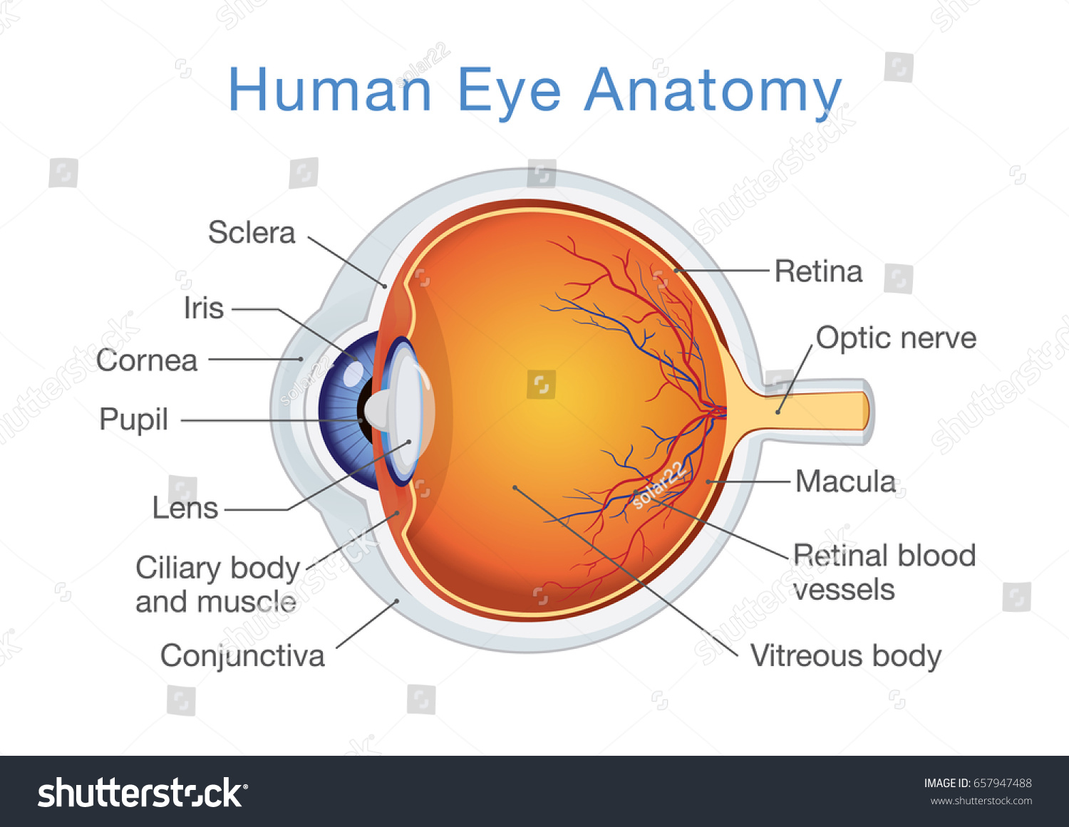 Components Human Eye Illustration About Anatomy Stock Vector (Royalty ...