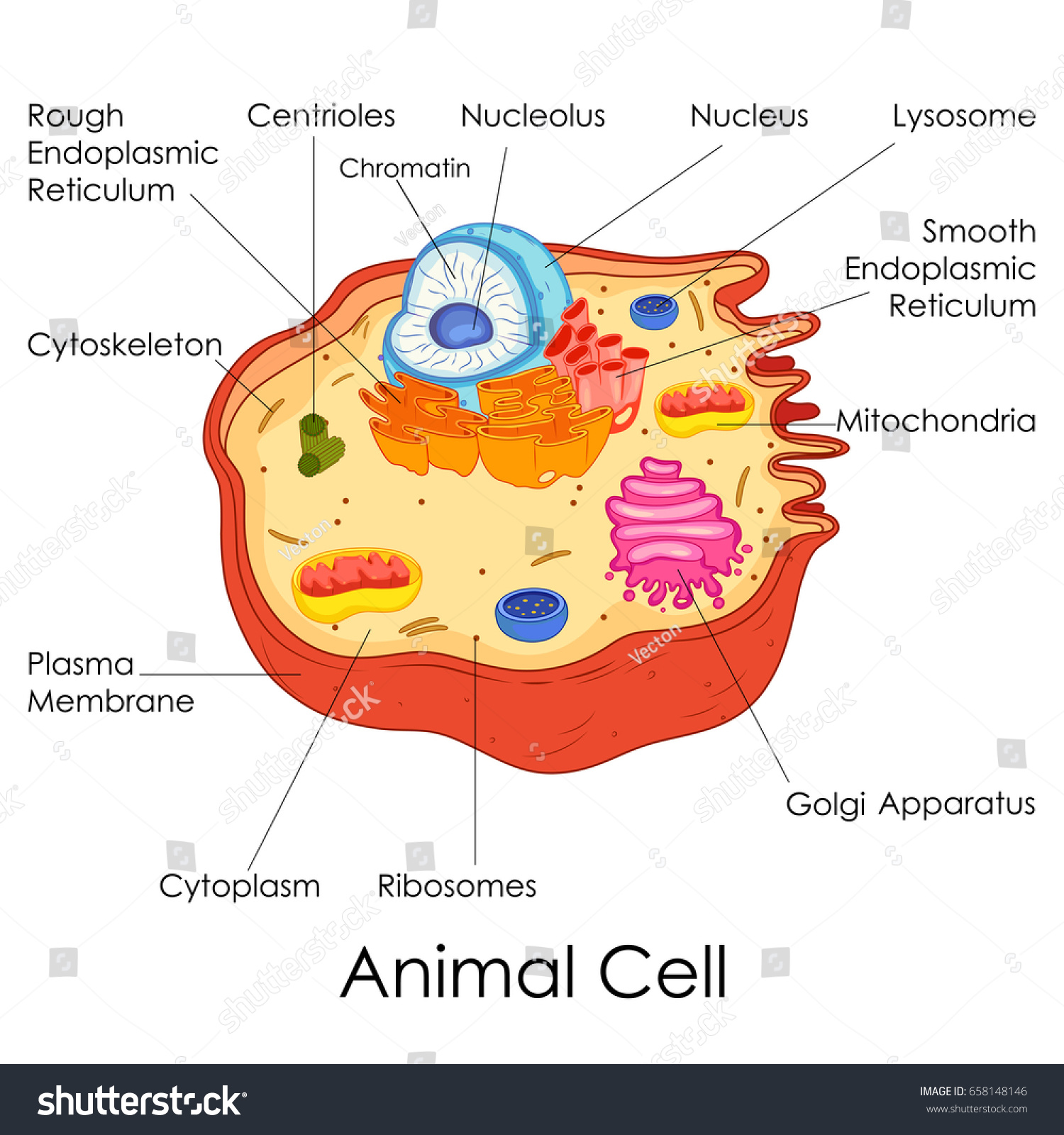 Cell diagram Biology