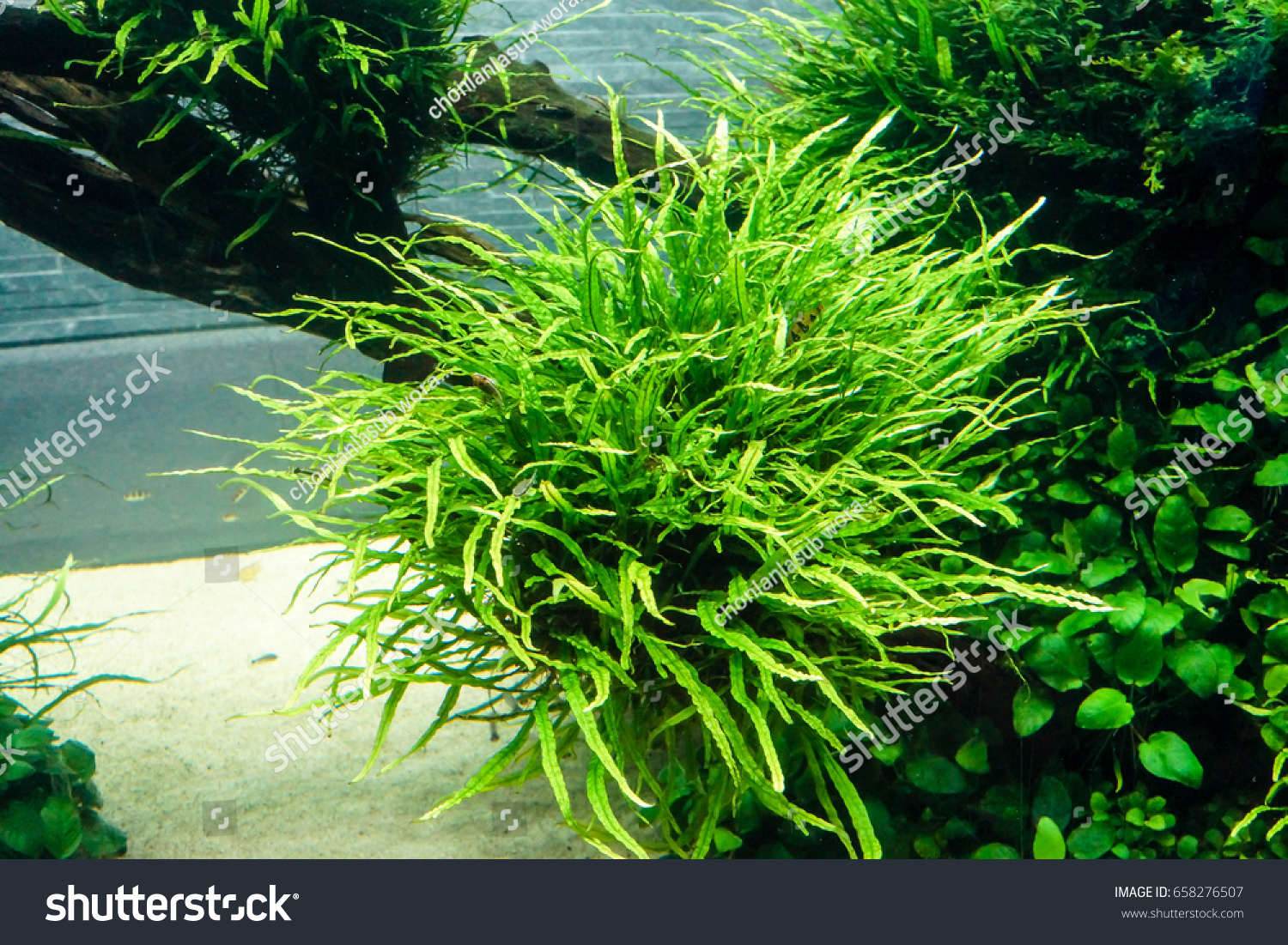 needle leaf java fern