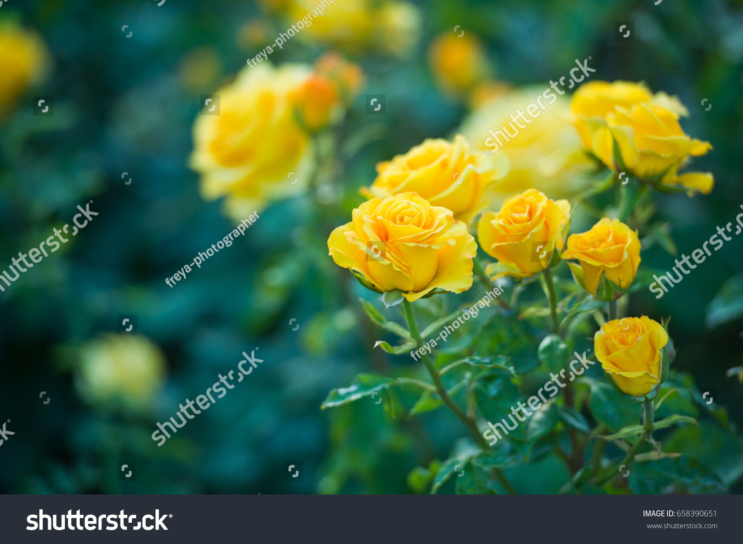 Yellow rose bush 47,880 รายการ ภาพ ภาพสต็อกและเวกเตอร์ | Shutterstock