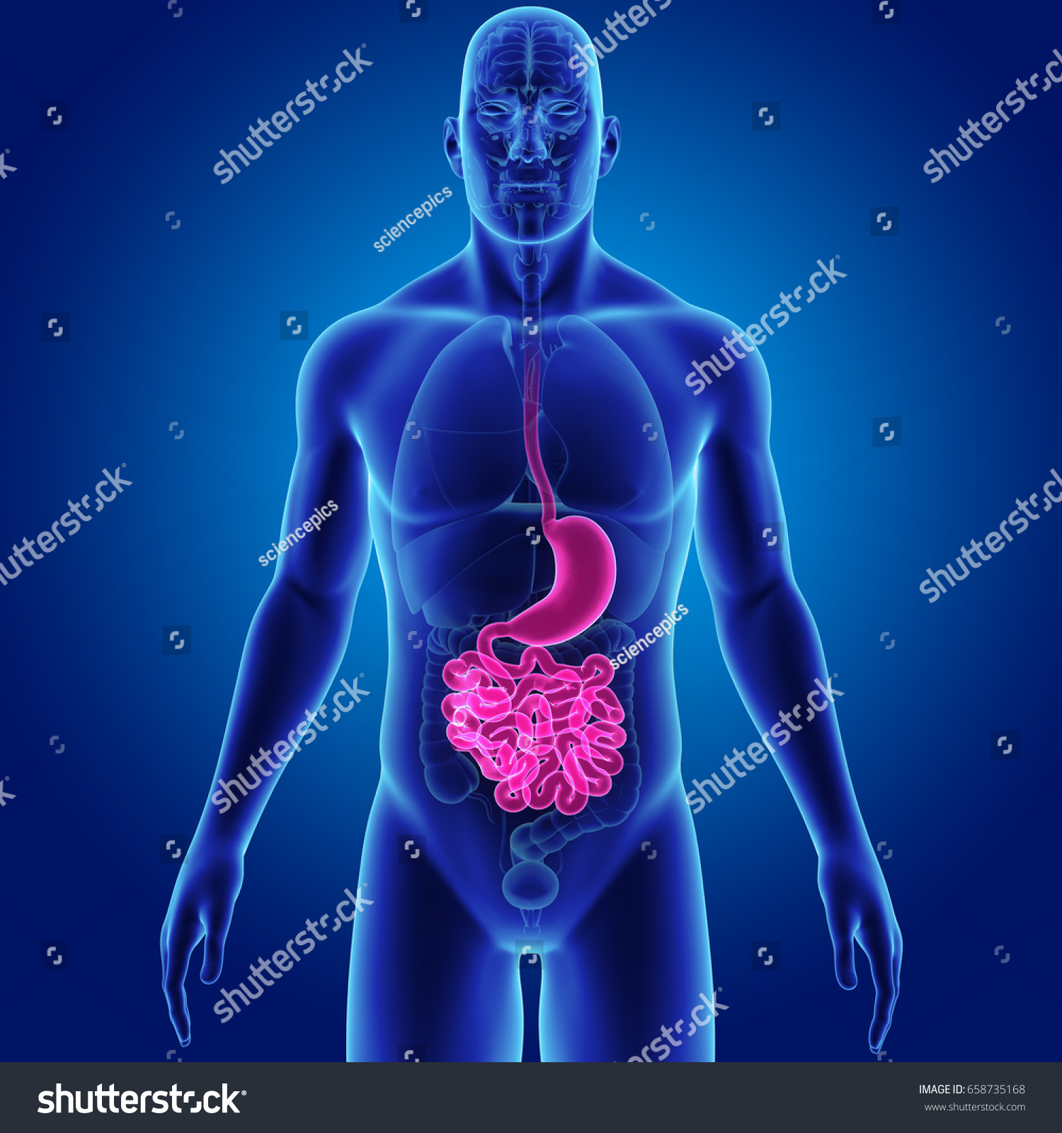 Digestive System Anterior View 3d Illustration Stock Illustration ...