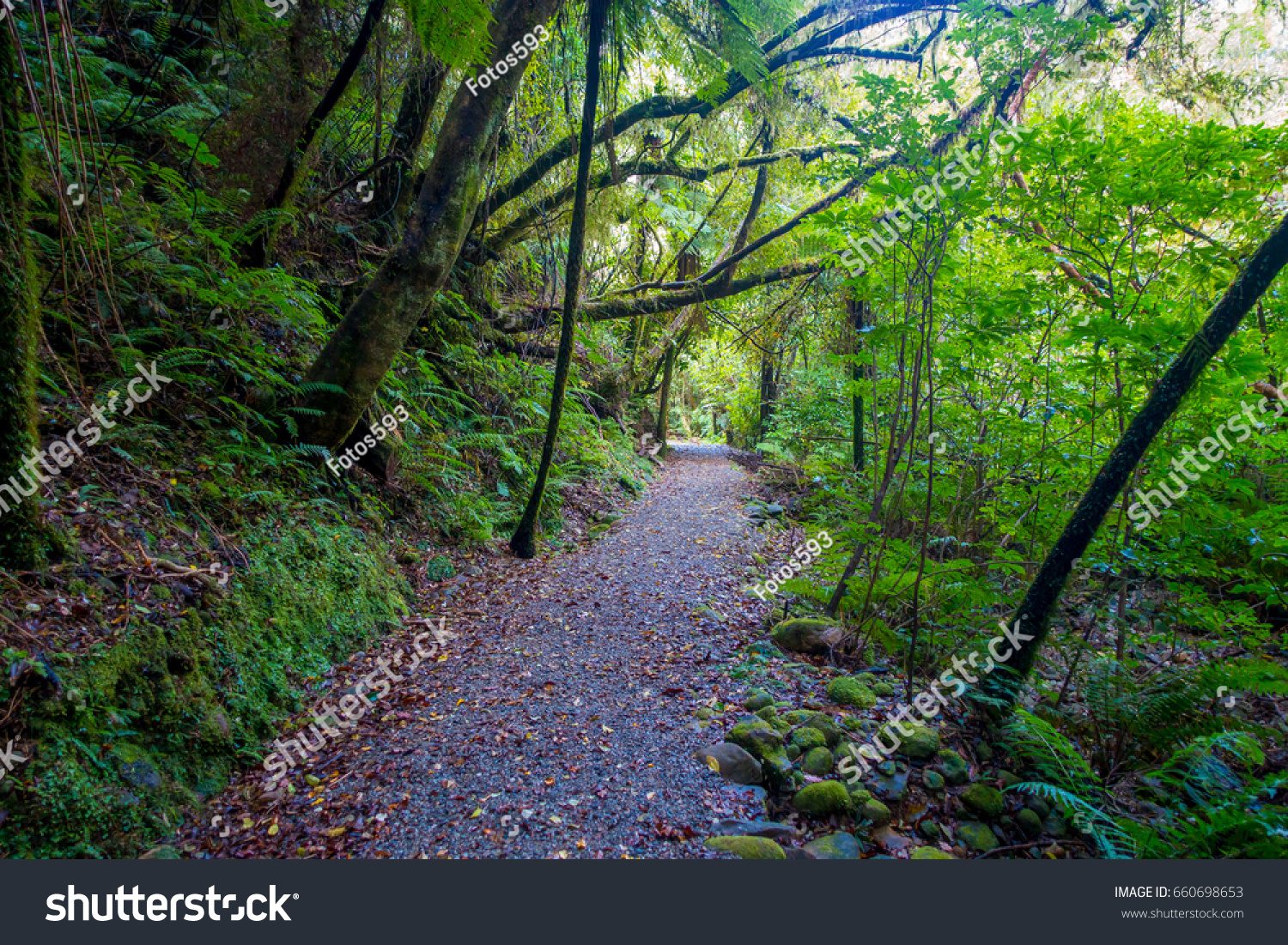 Pathway Through Dense Temperate Rainforest Fern Stock Photo 660698653