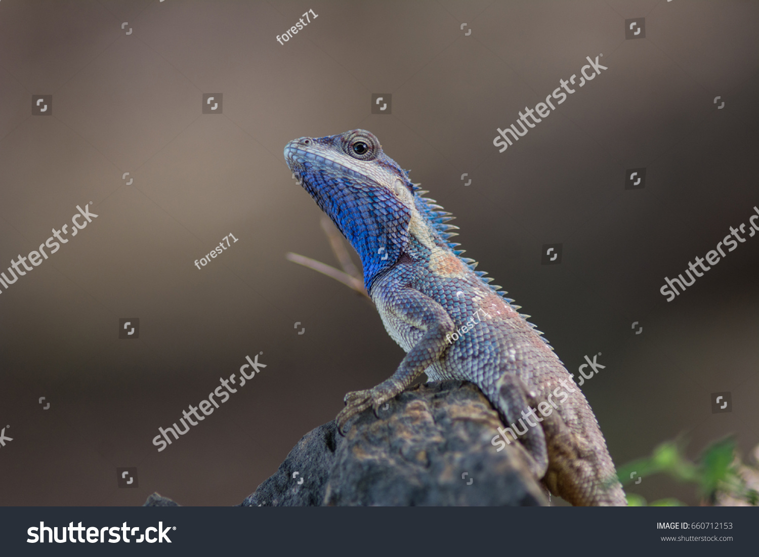 Blue Crested Lizard 1 784 Images Photos Et Images Vectorielles De