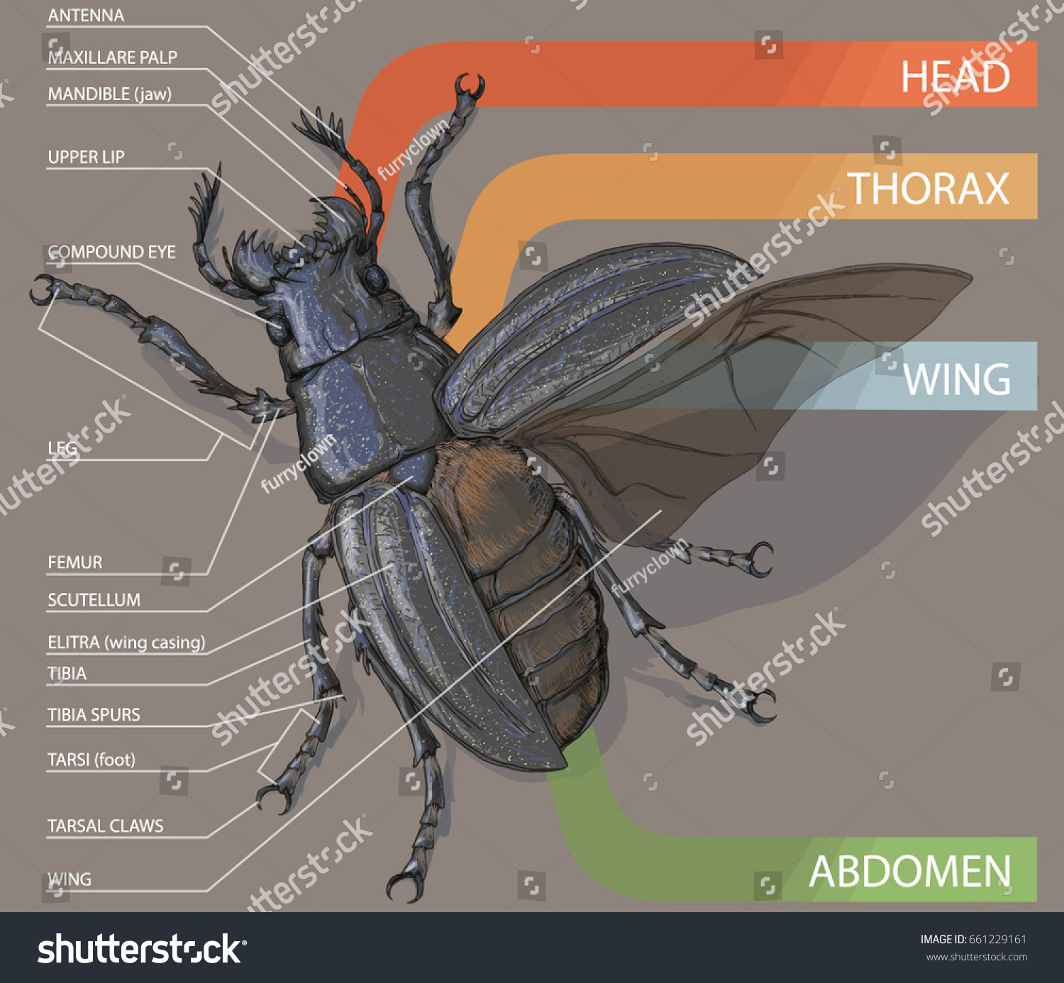 Structure Beetle Vector Diagram Stock Vector (Royalty Free) 661229161 ...