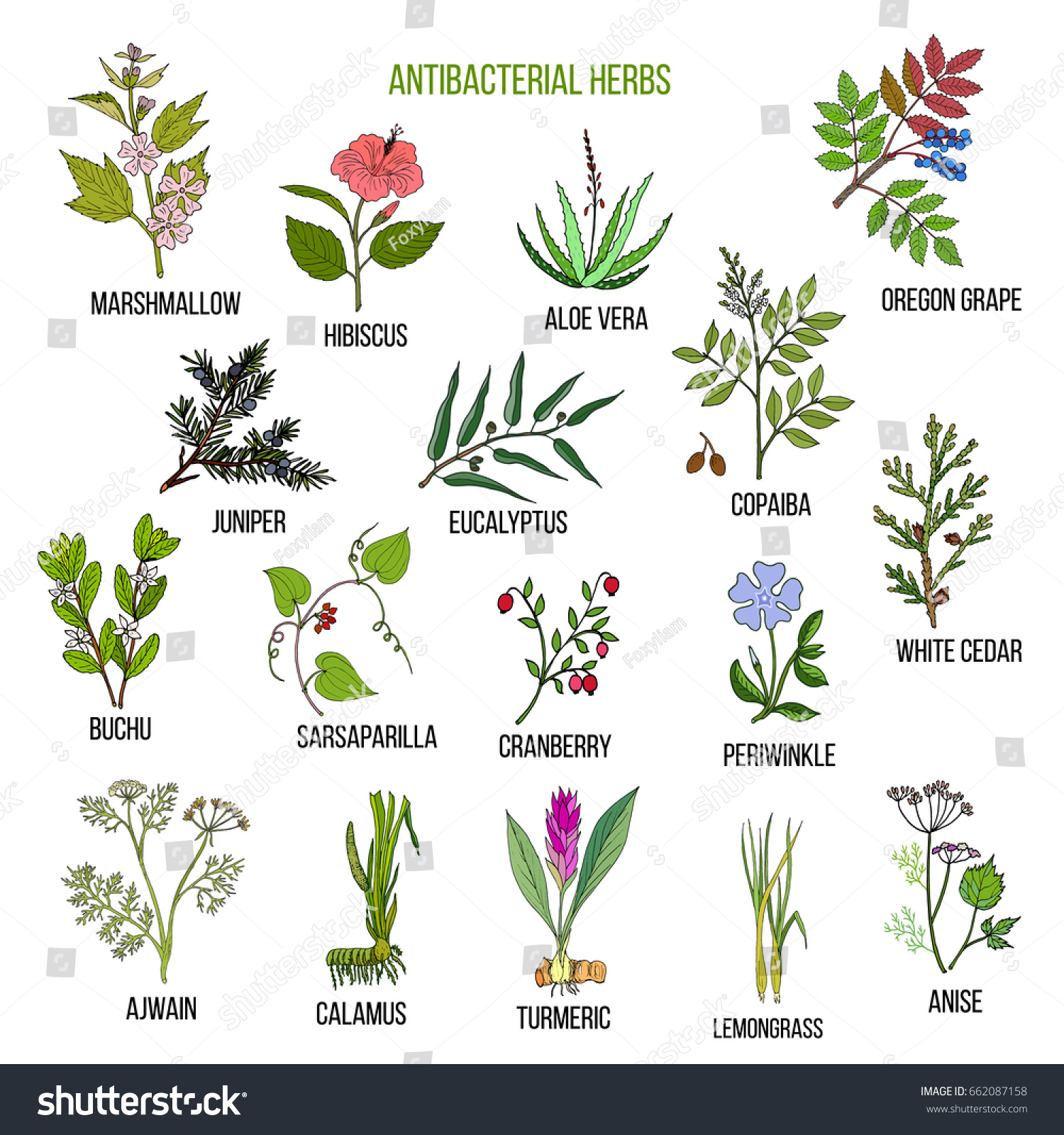 Best Antibacterial Herbs Hand Drawn Vector Stock Vector (Royalty Free ...