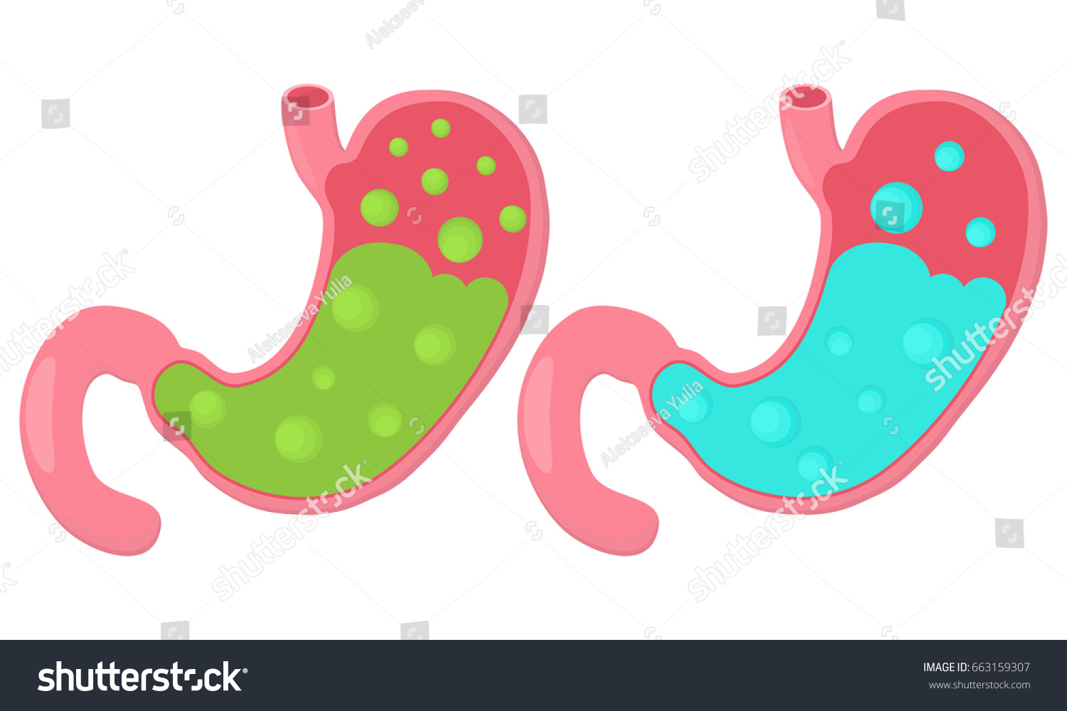 Stomach Icon Human Internal Organs Digestion Stock Vector (Royalty Free ...