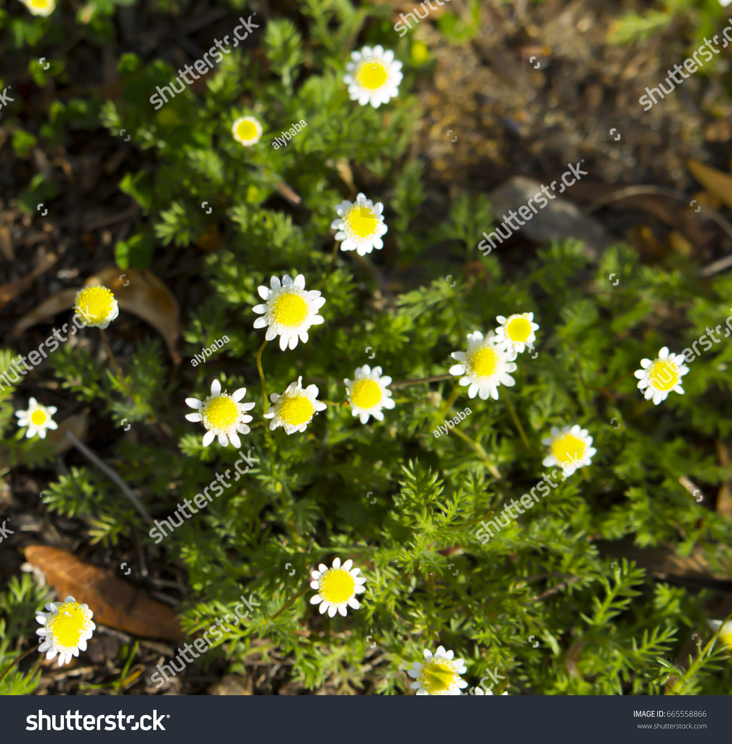 Tiny Cotula Turbinata Funnel Weed Flowers Stock Photo 665558866 ...