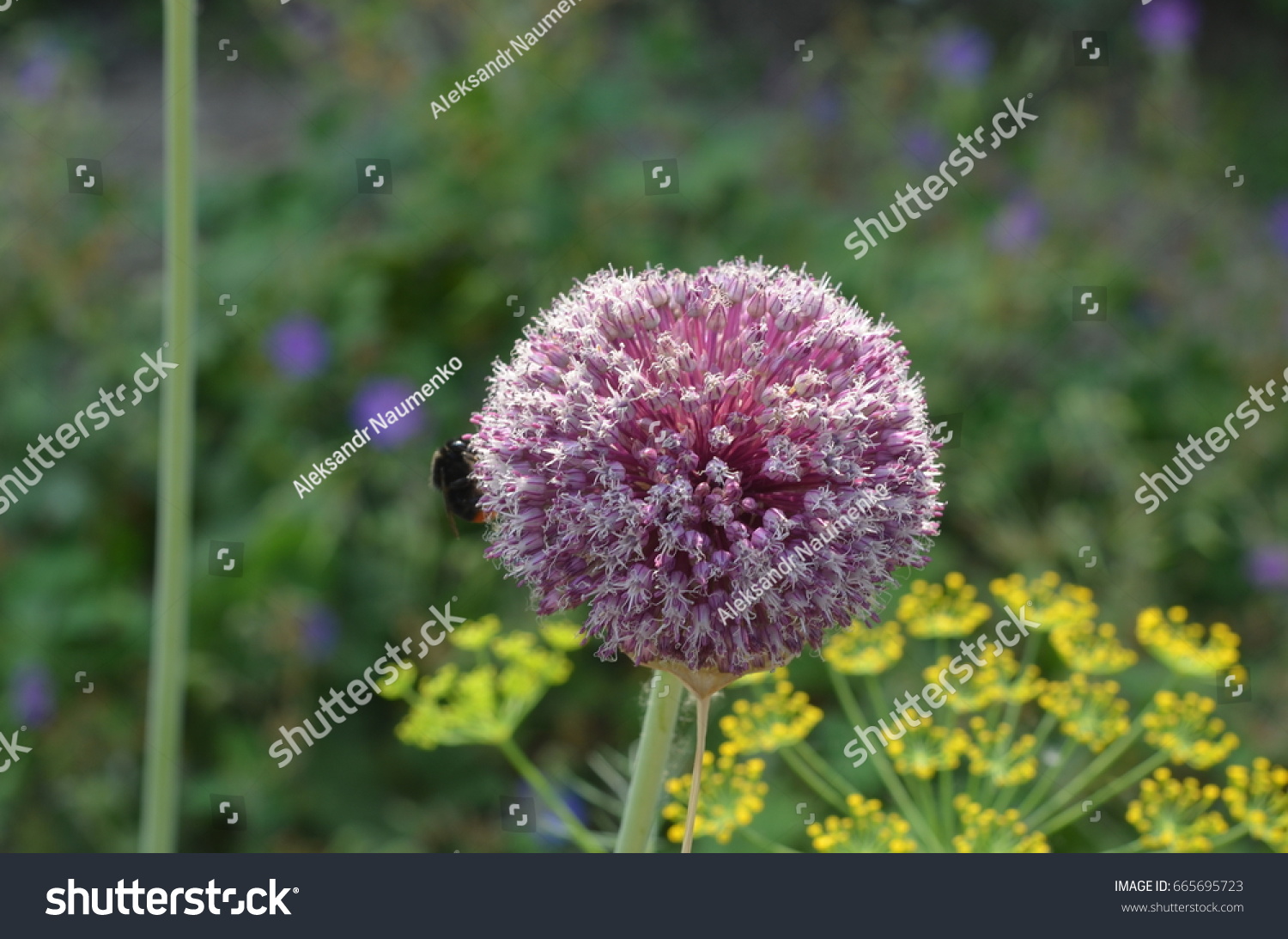 TÌNH YÊU CÂY CỎ ĐV 9 - Page 19 Stock-photo-pink-onion-allium-pseudoampeloprasum-from-armenia-with-bumblebee-665695723