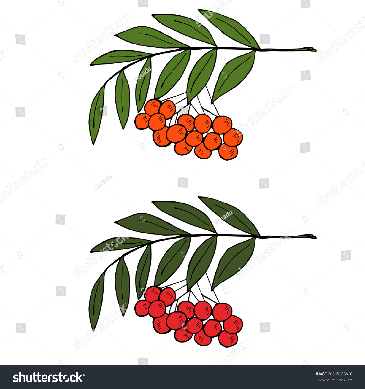Ветка с ягодами рисование