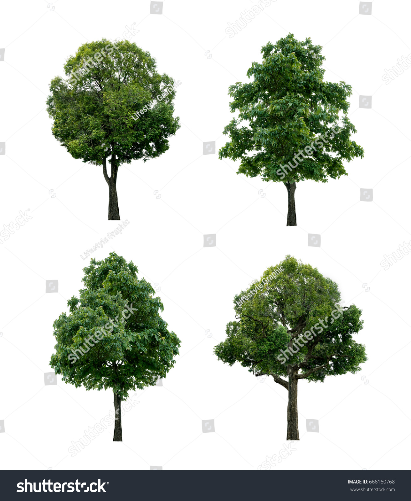 Set Tree Isolated On White Background Stock Photo 666160768 | Shutterstock