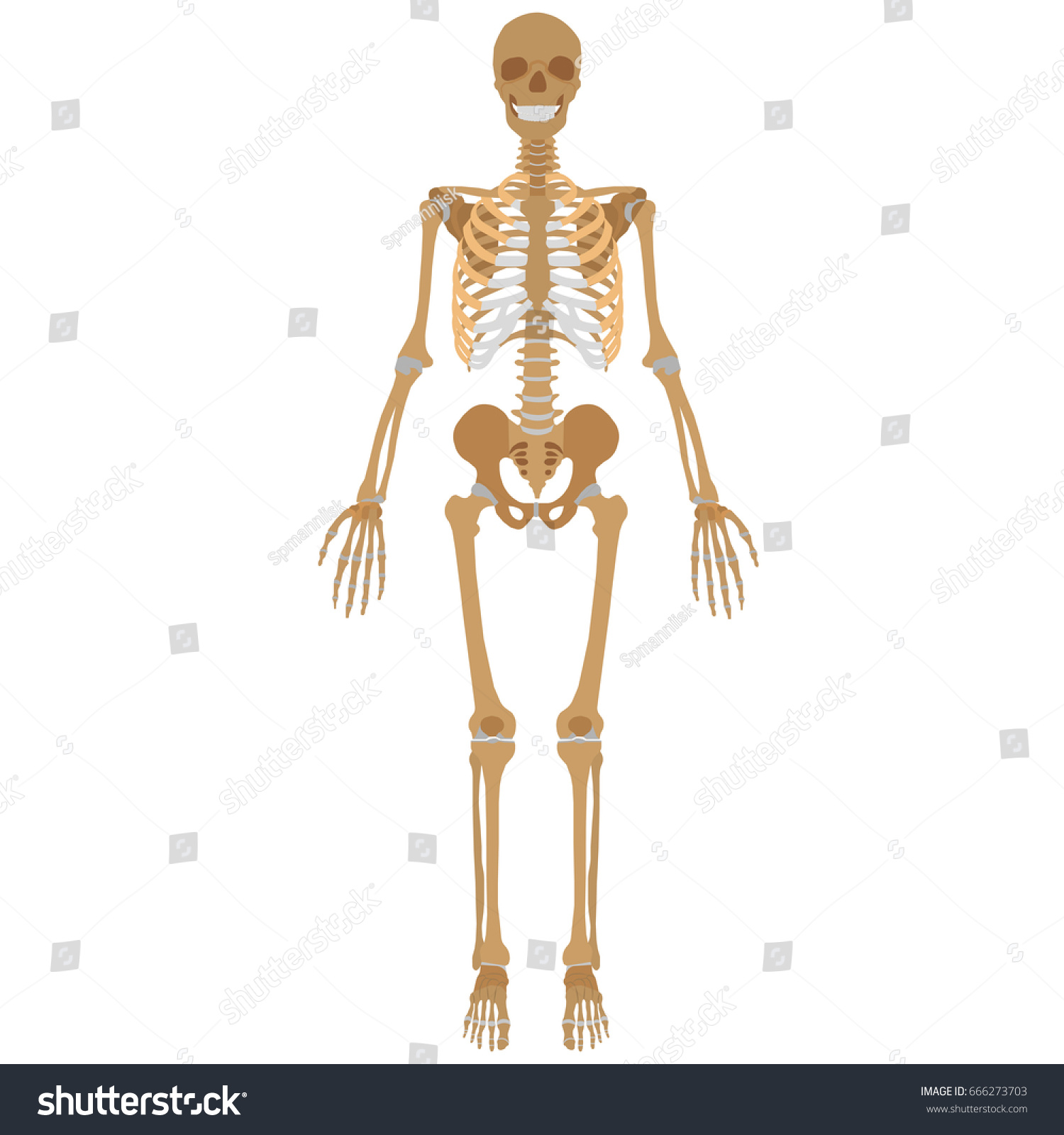 Vector Image Human Skeleton Stock Vector (Royalty Free) 666273703 ...