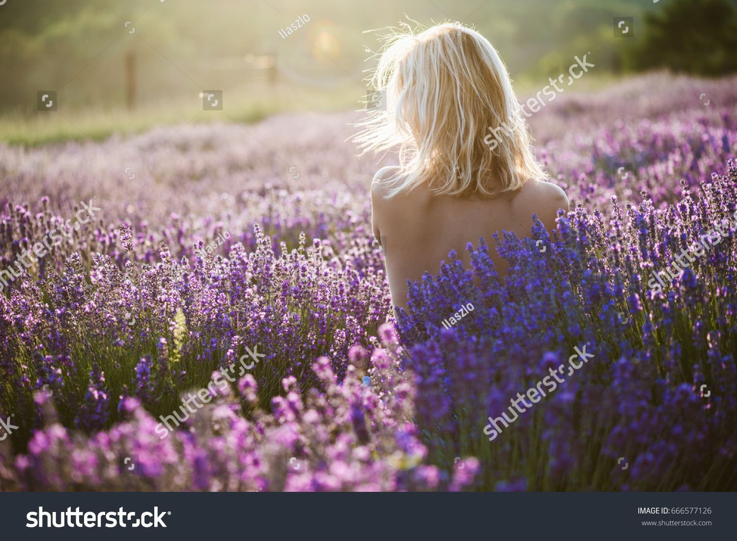 Naked Woman Posing Lavender Field Sunset Stock Photo Shutterstock