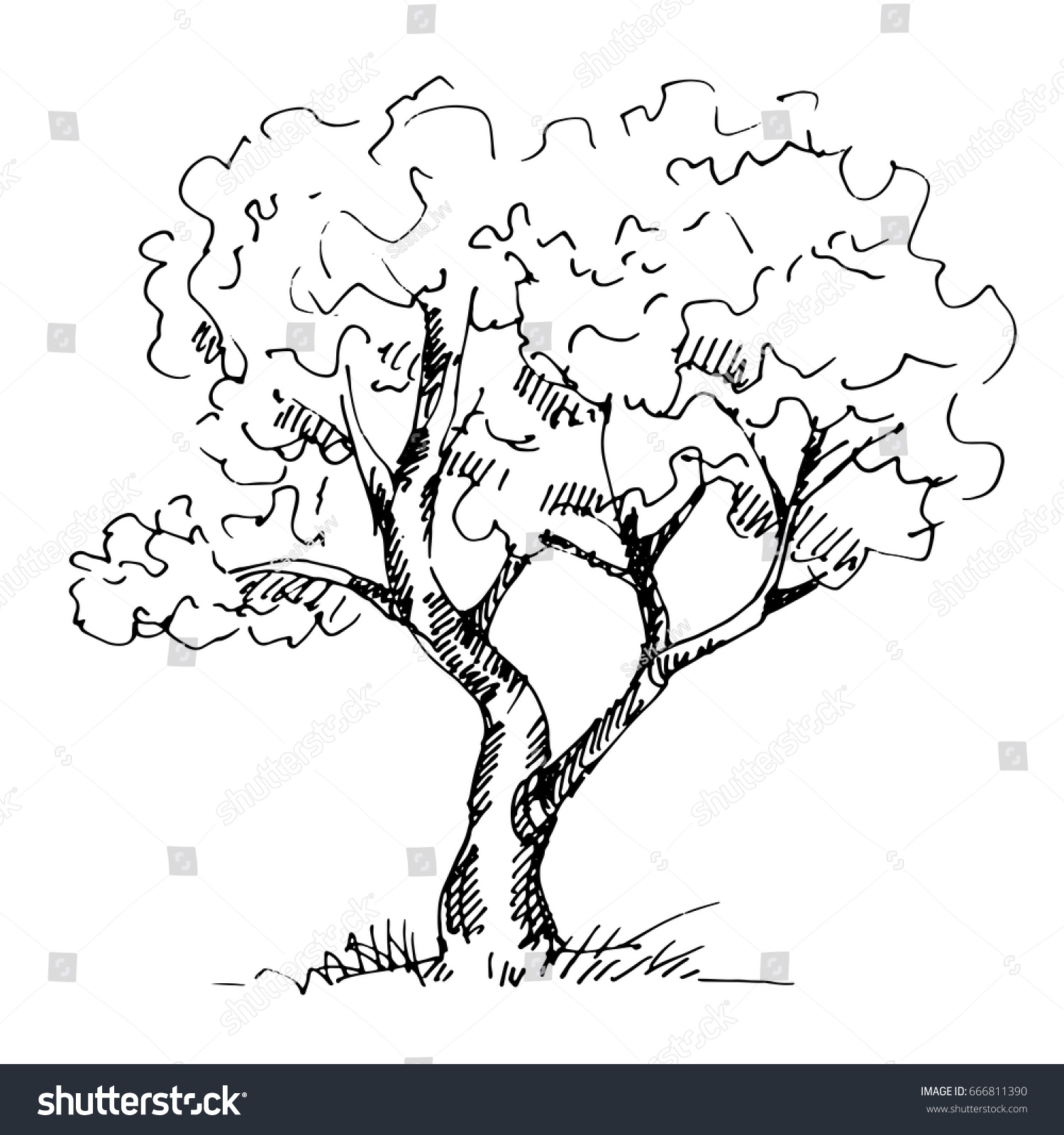 Hand Drawn Tree Isolated On White Stock Vector (Royalty Free) 666811390 ...