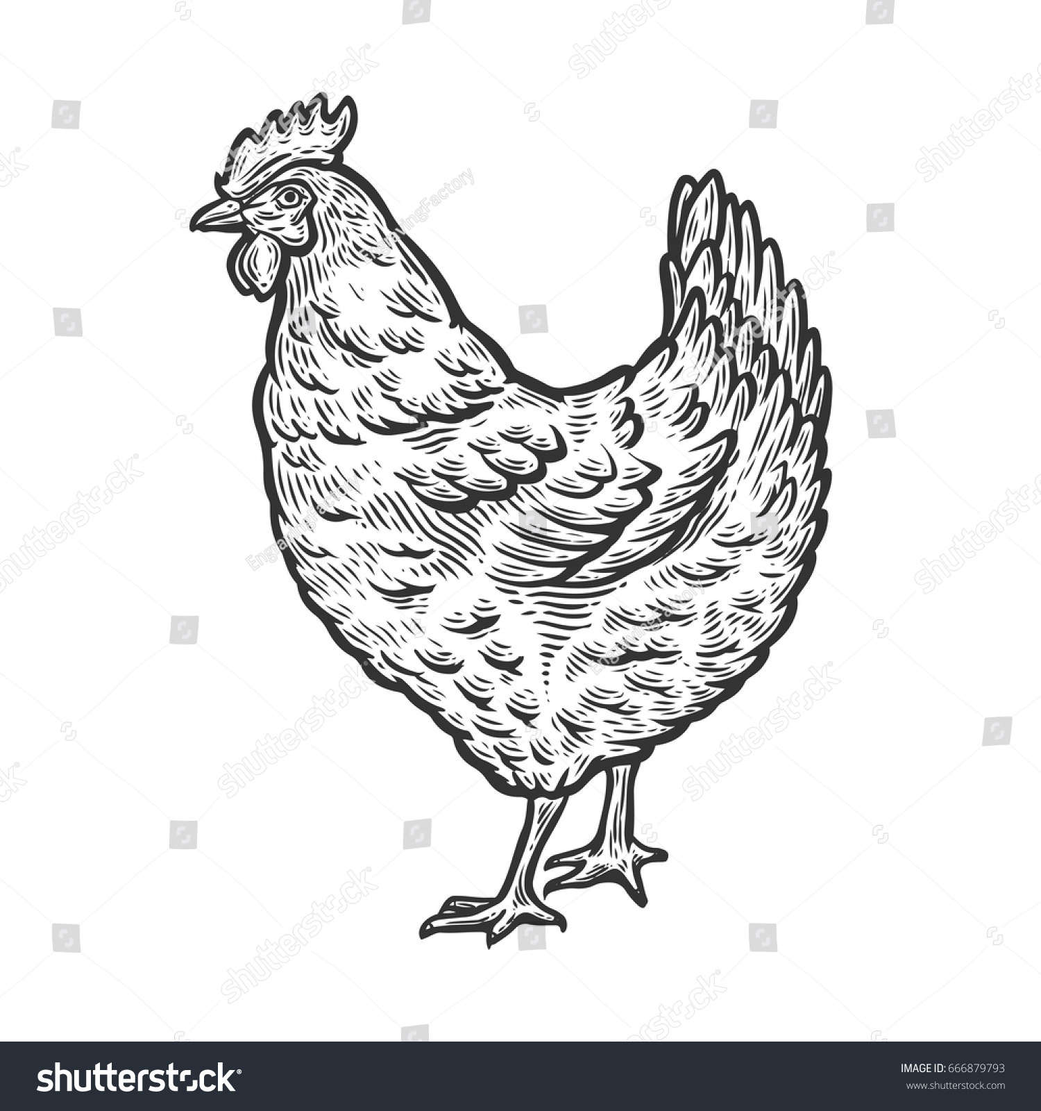 Курица линейный рисунок