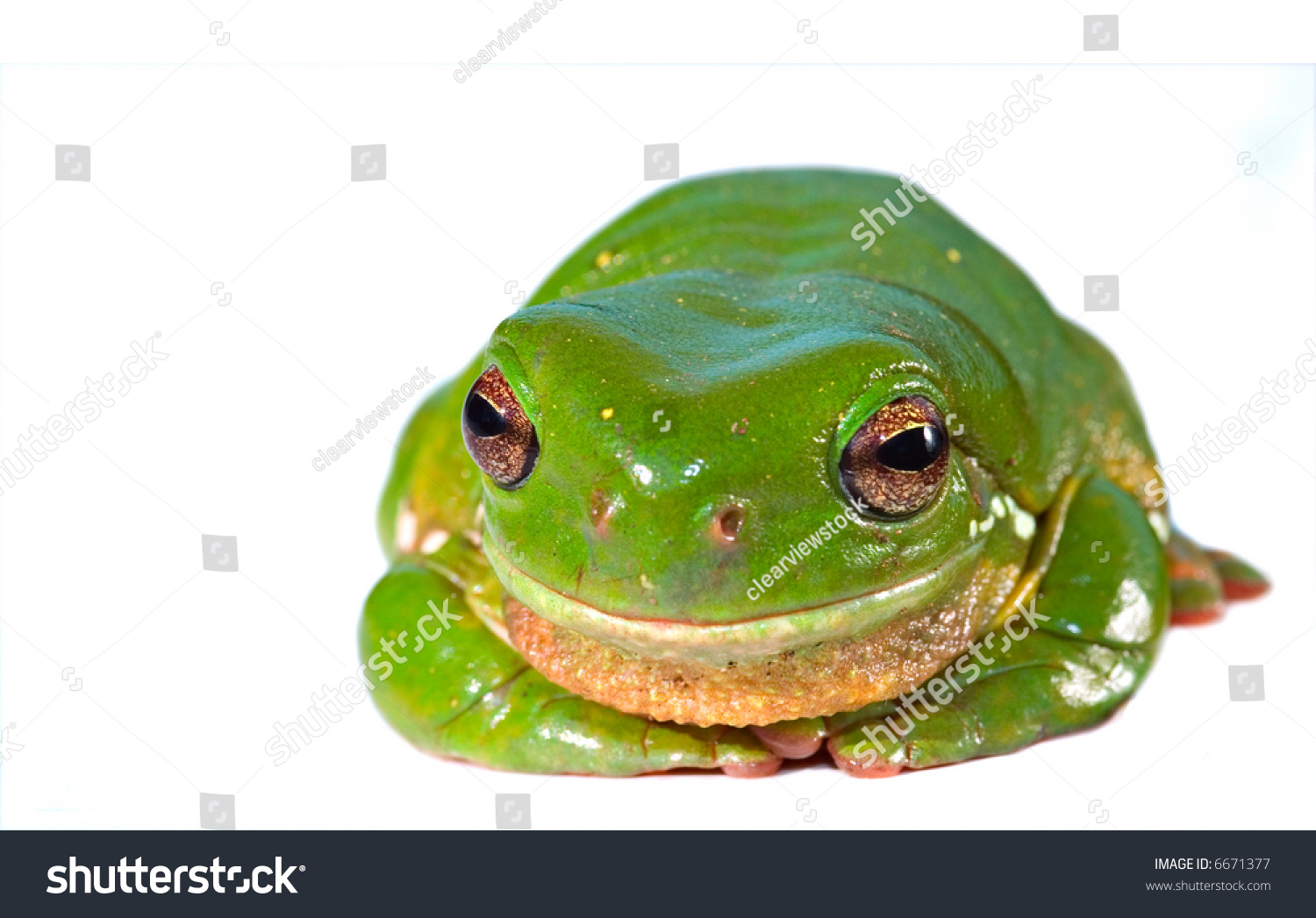 Big Green Tree Frog Isolated On Stock Photo 6671377 | Shutterstock