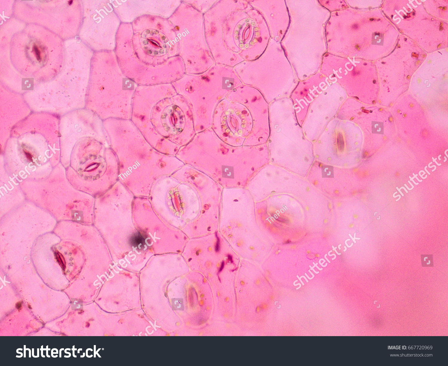 Internal Structure Monocot Stomata Stock Photo 667720969 | Shutterstock