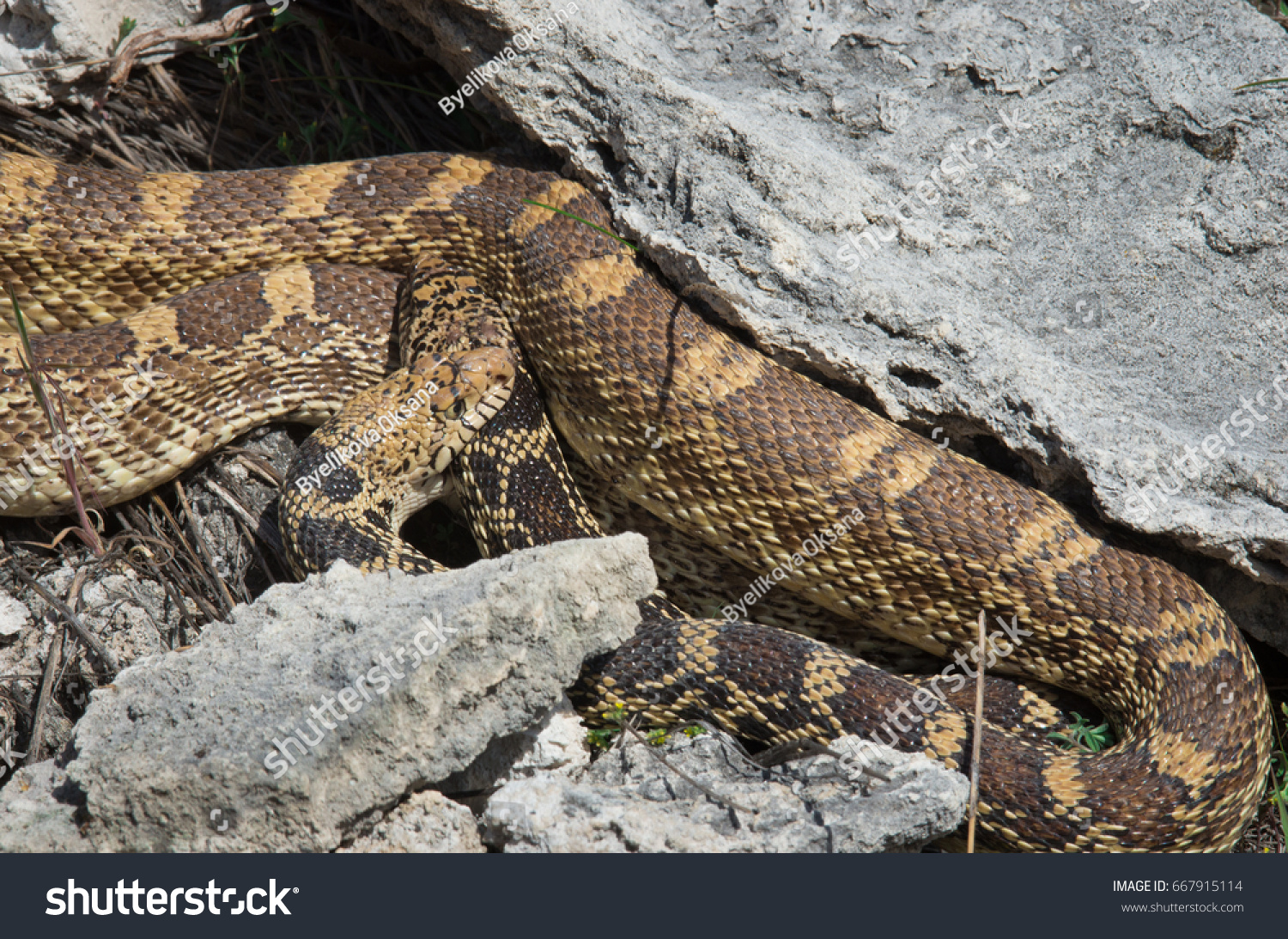 Mating Bullsnake Pituophis Catenifer Sayi Yellowstone Stock Photo ...