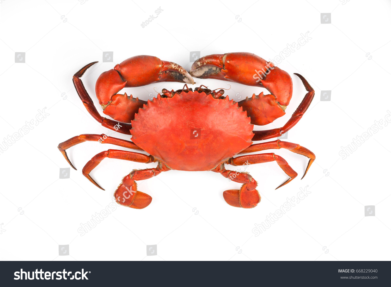 Cook Crab Isolate Crab White Background Stock Photo 668229040 