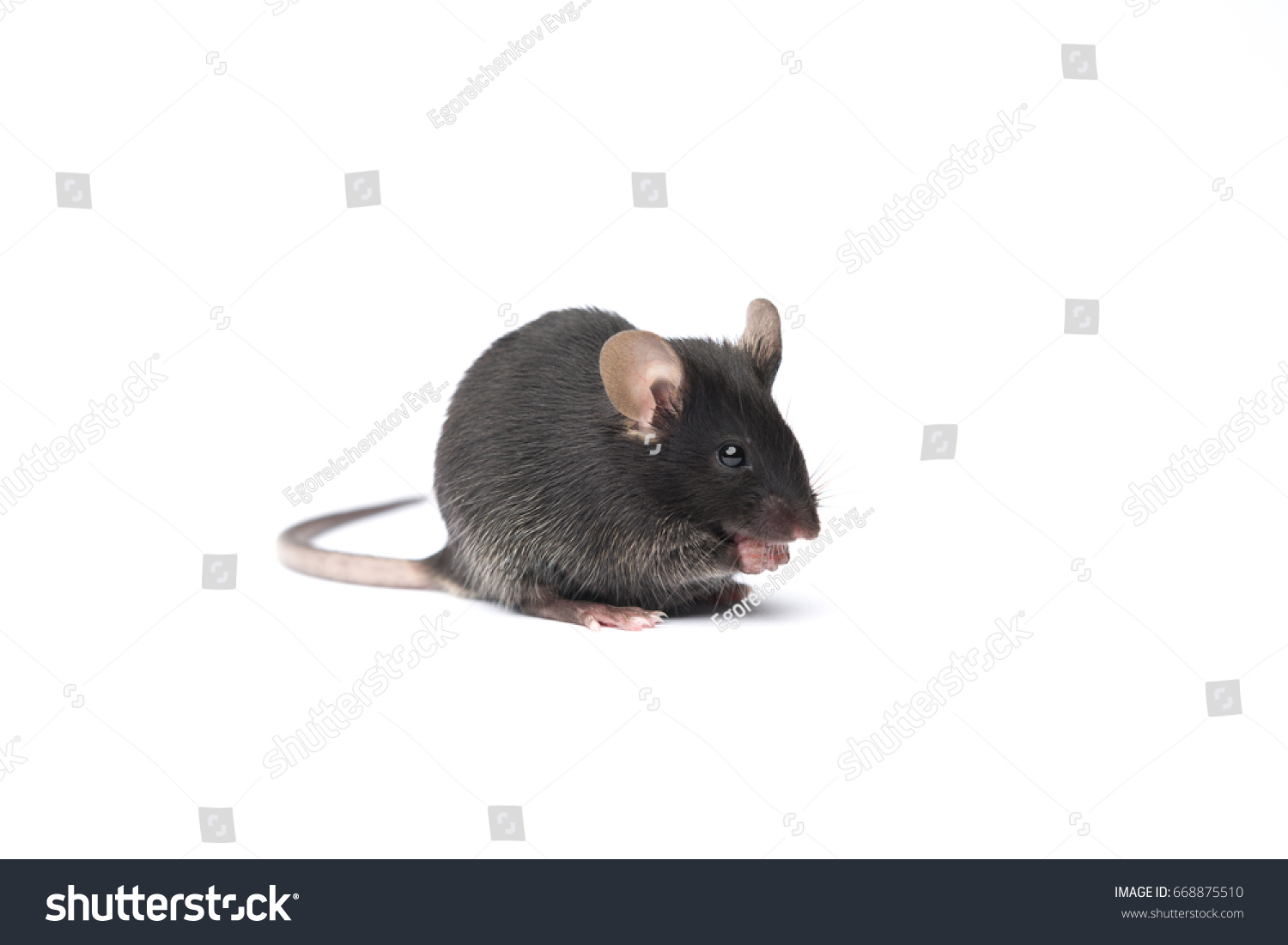 Cute Black Mouse On White Background Stock Photo 668875510 | Shutterstock