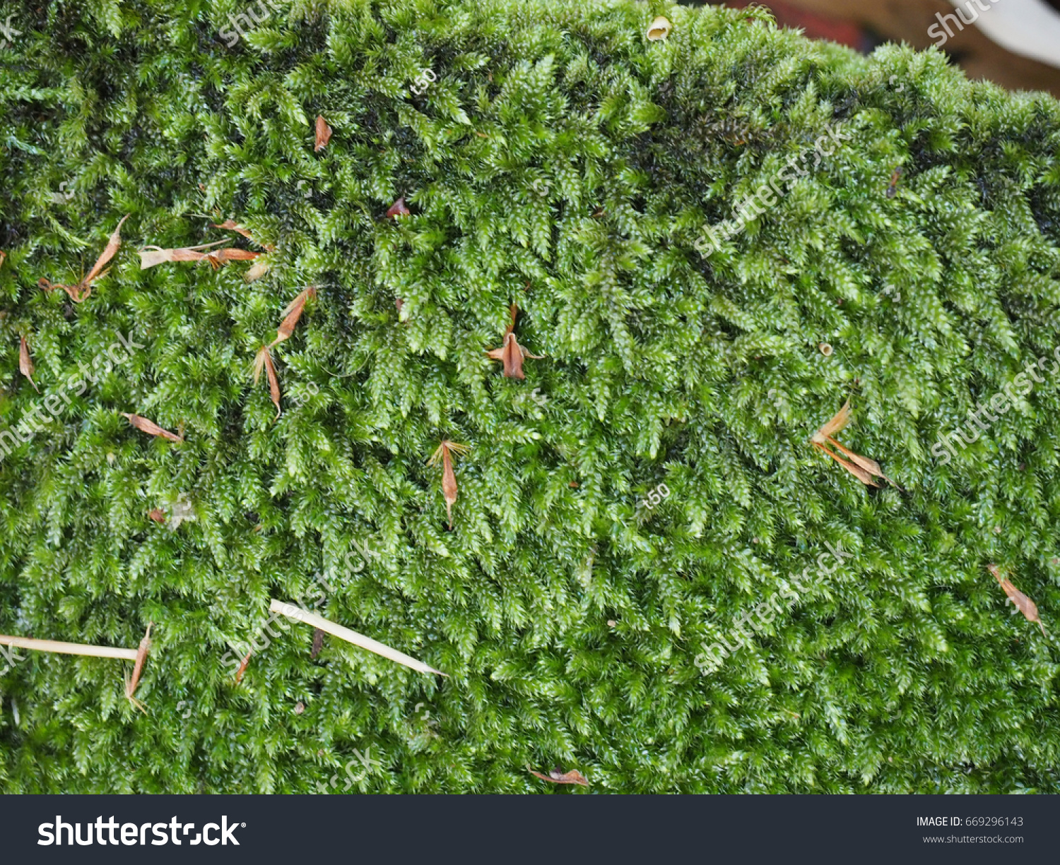 Green Moss Plantae Bryophyta Plant On Stock Photo 669296143 | Shutterstock