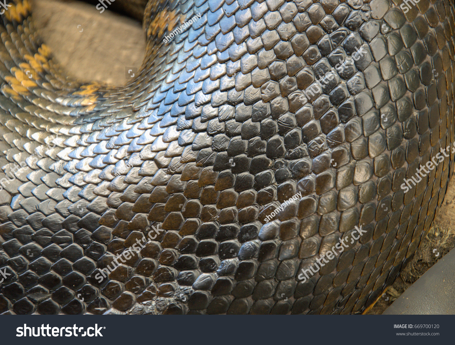 Anaconda Snake Skin Stock Photo 669700120 | Shutterstock