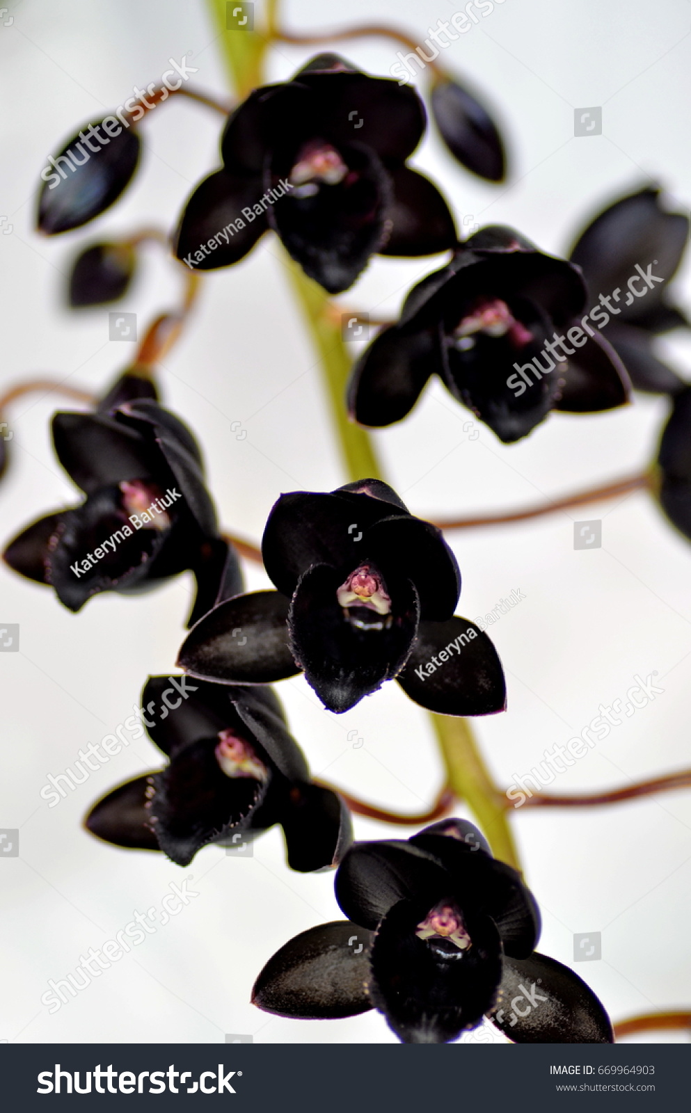 Орхидея Блэк Перл