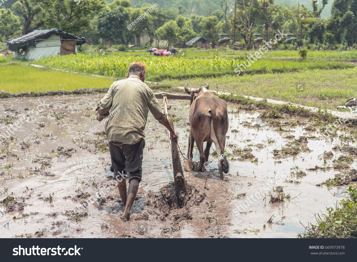 Indian Farmer Ploughing His Fields Using Stock Photo 669973978 