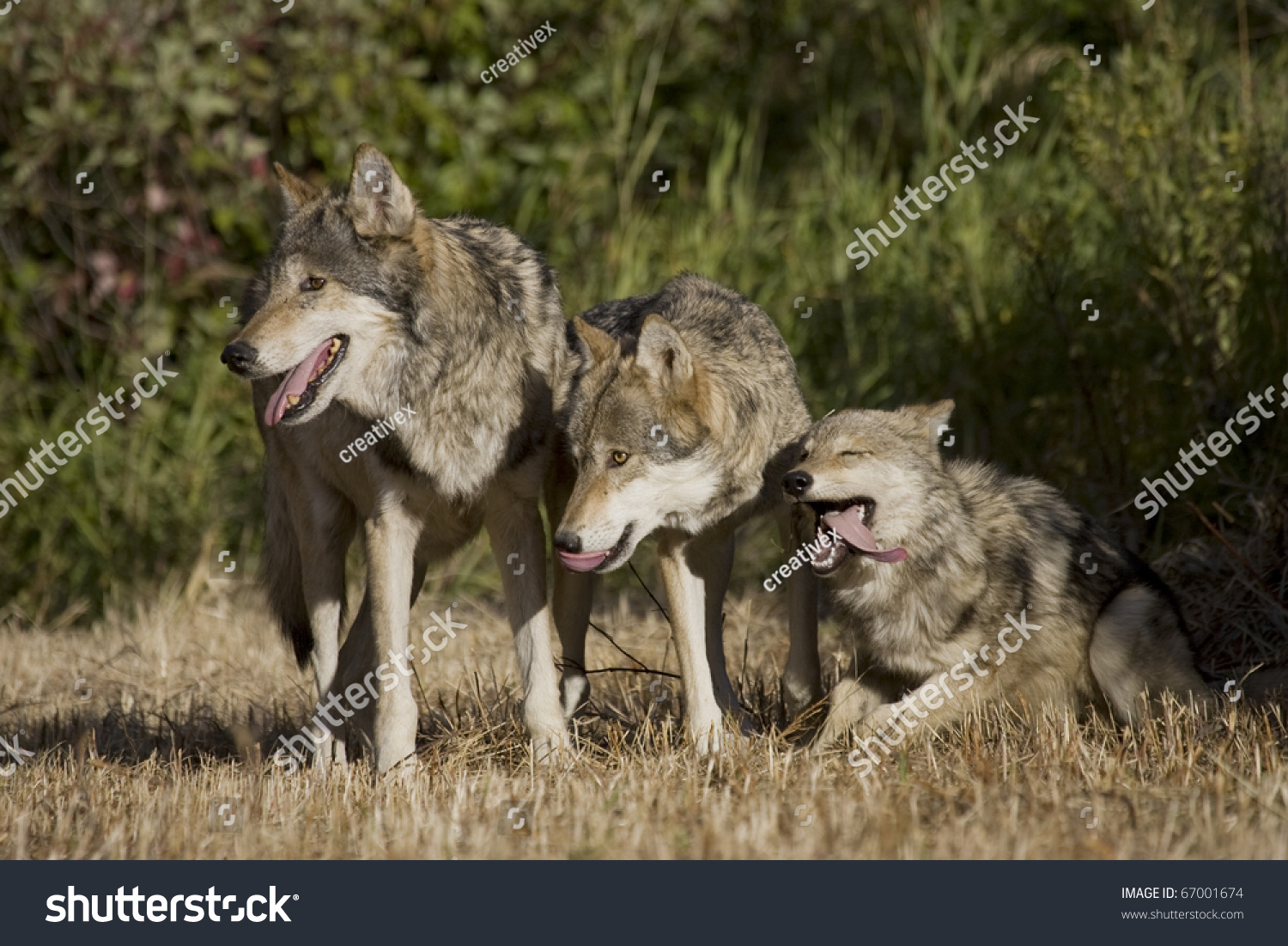 Wolves Display Bonding Rituals Stock Photo 67001674 | Shutterstock