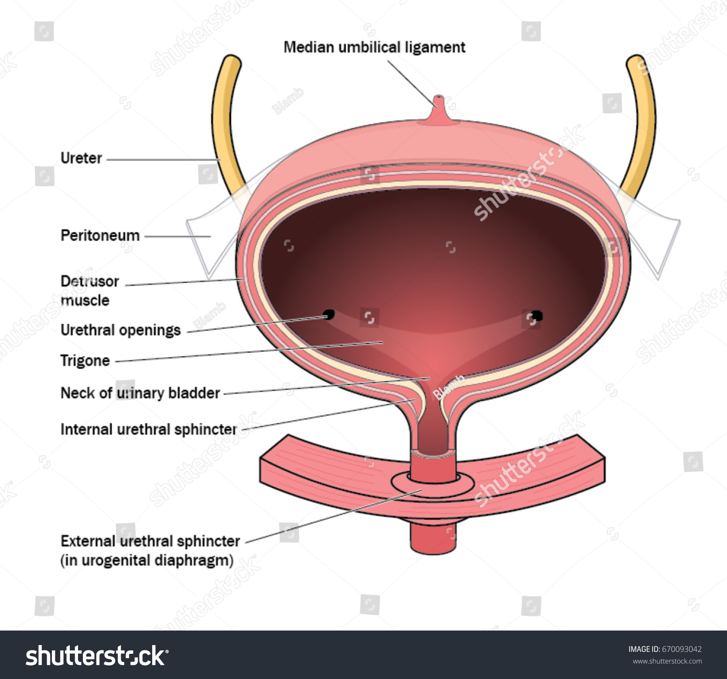 External Urethral Sphincter Images Stock Photos Vectors