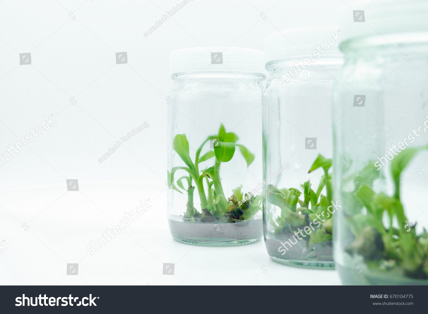 Plant Tissue Culture On White Background Stock Photo 670104775 ...