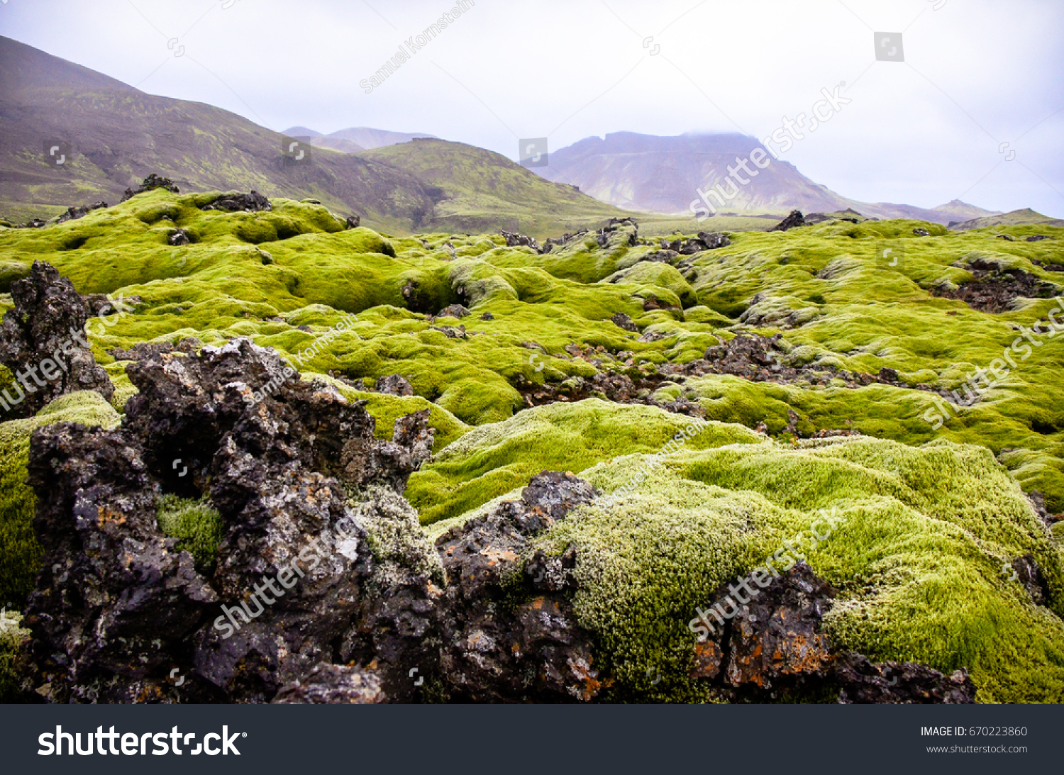 Iceland Moss Stock Photo 670223860 Shutterstock