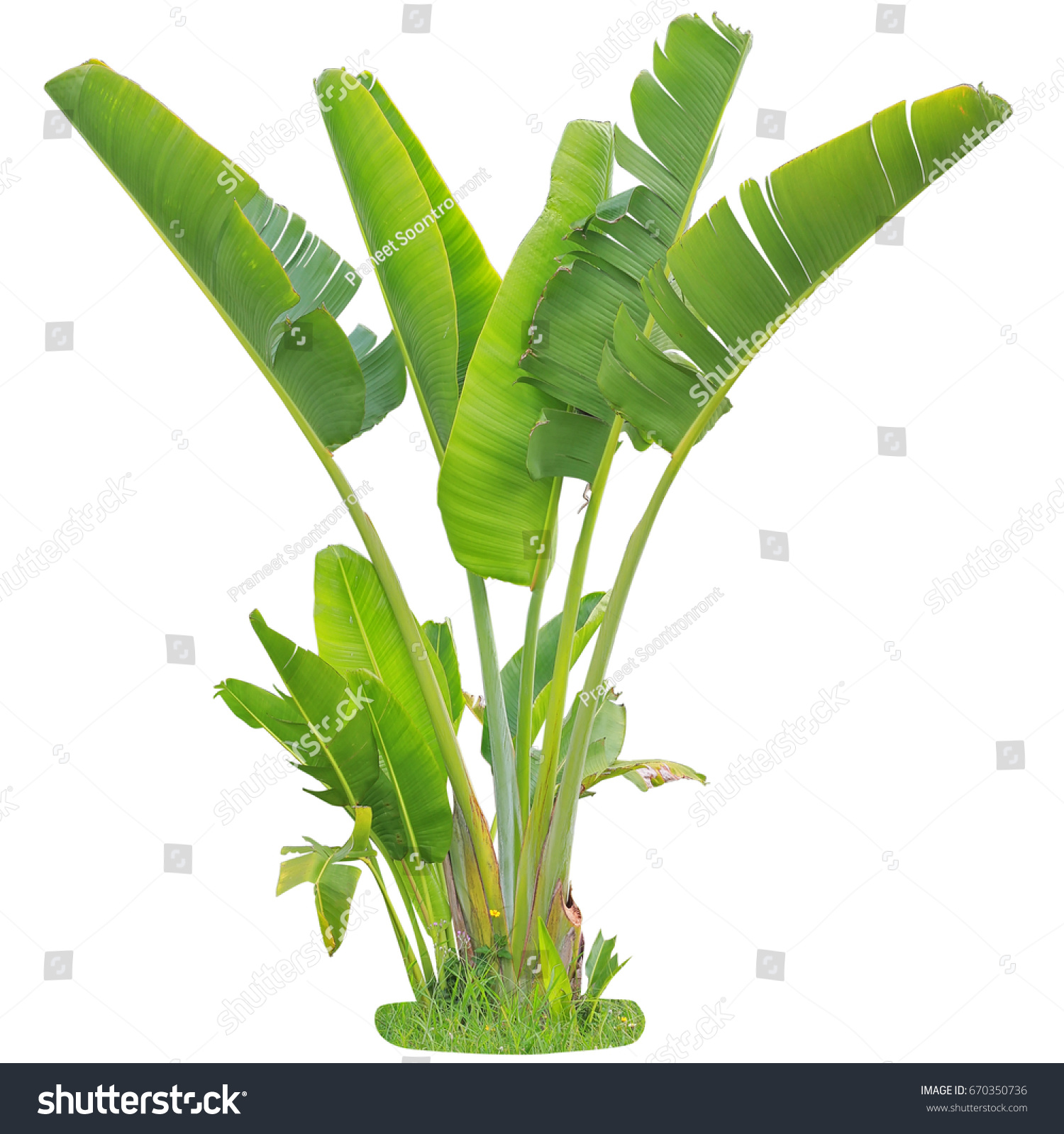 Banana Leaf On Isolate White Background Stock Photo 670350736 ...