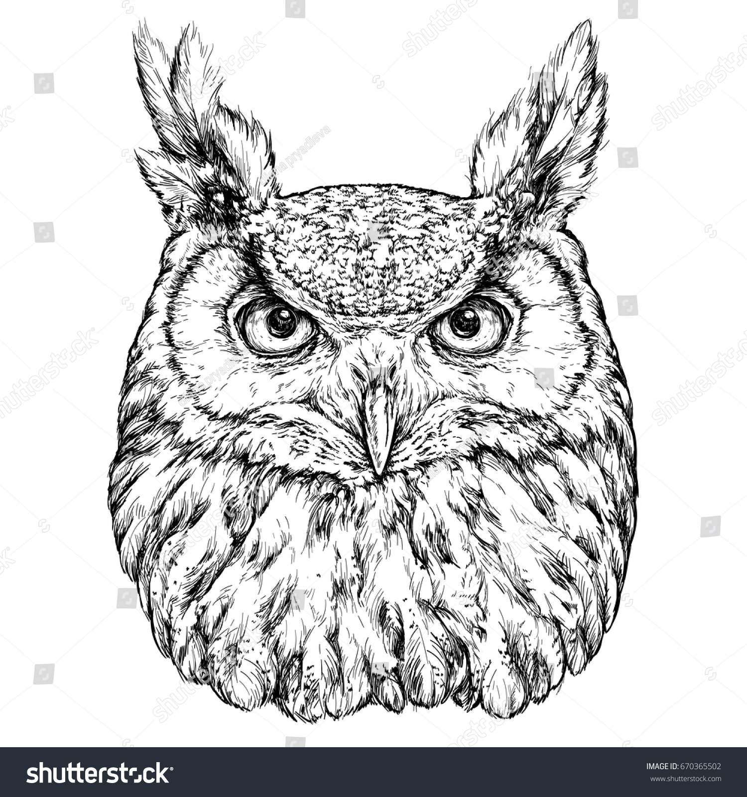 Hand Drawn Illustration Owl Vector Illustration Stock Vector (Royalty ...