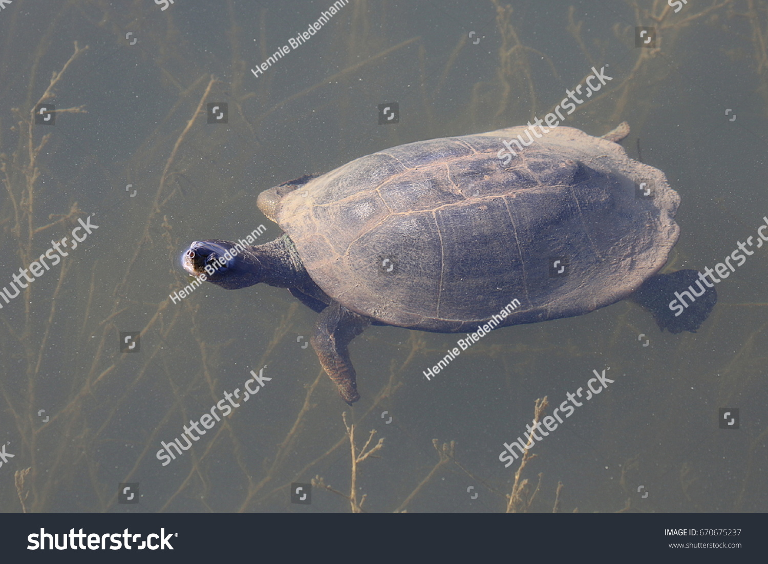 Tortoise Known Terrapin Floating Water Stock Photo 670675237 | Shutterstock