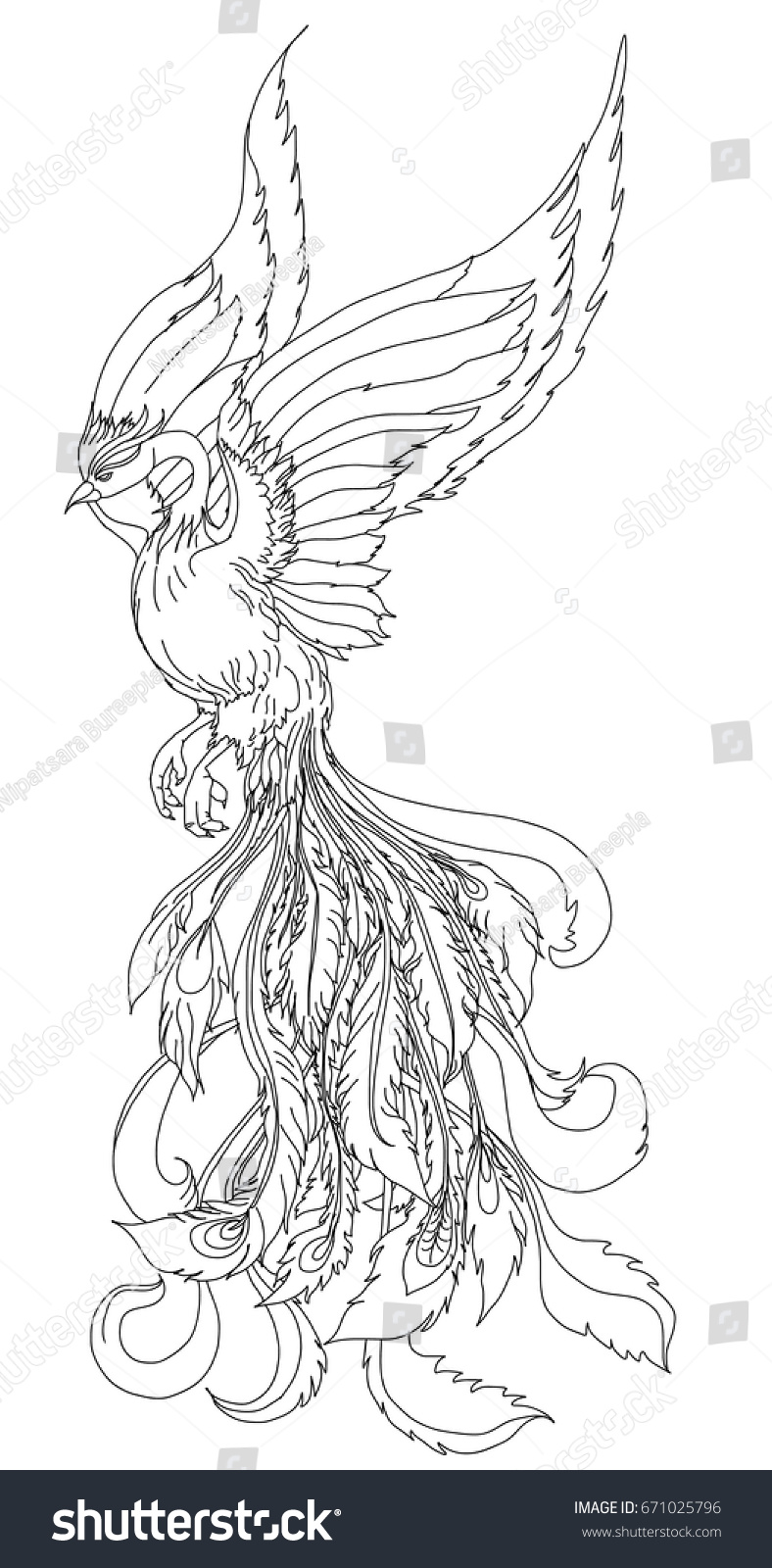 Phoenix Fire Bird Outline Doodle Stylehand Stock Vector (Royalty Free ...