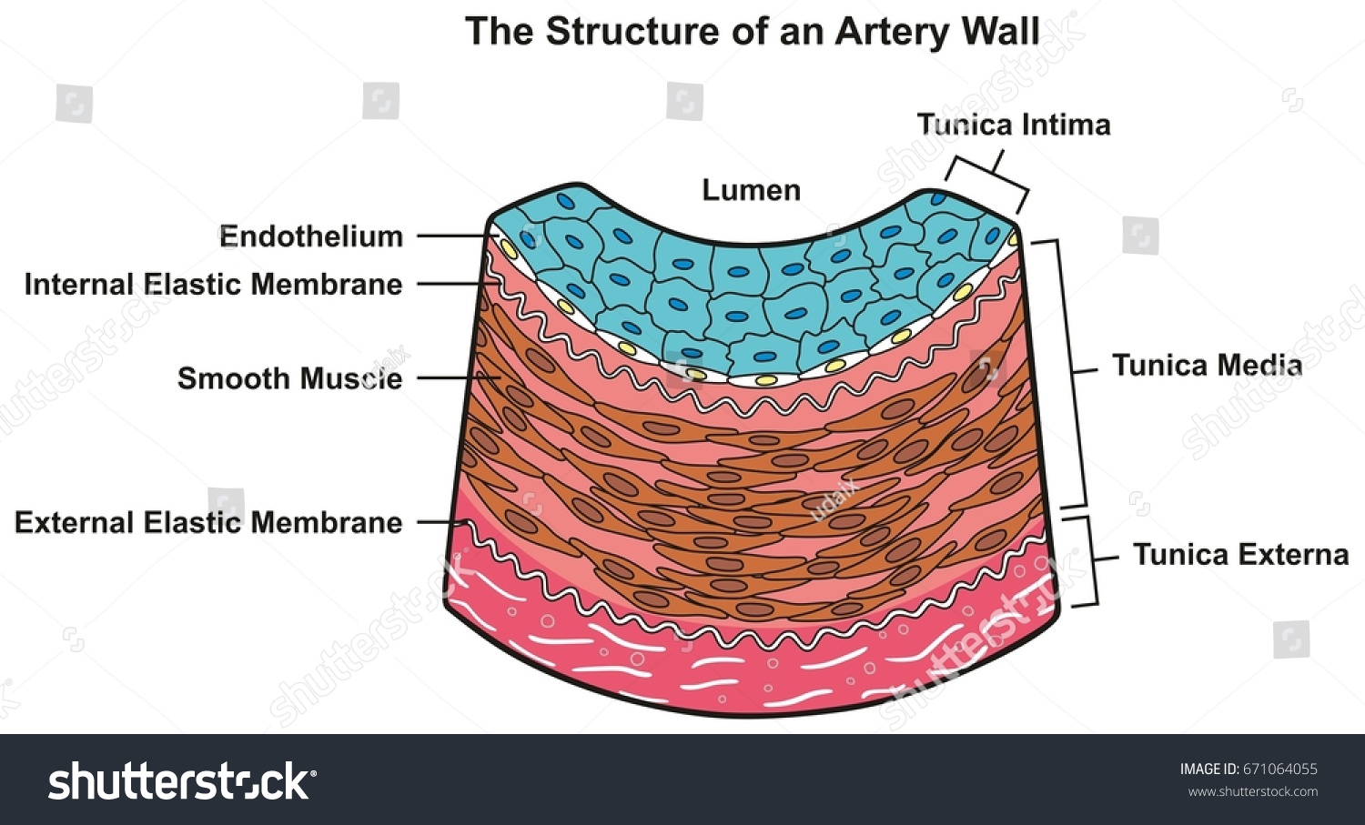 Structure Artery Wall Infographic Diagram Including Stock Illustration ...