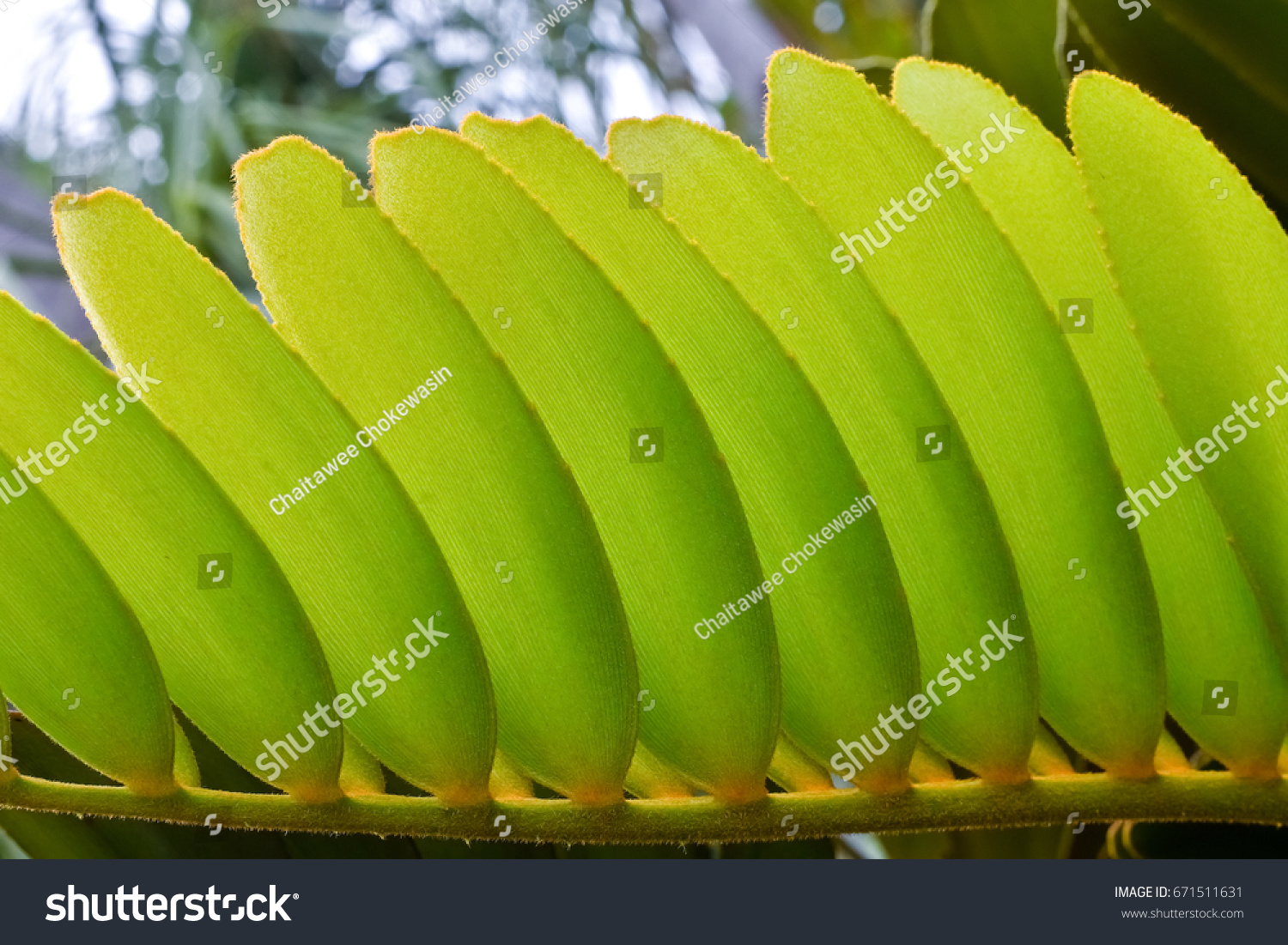 Zamia Furfuracea Leaf Cardboard Palm Leaf Stock Photo 671511631 ...