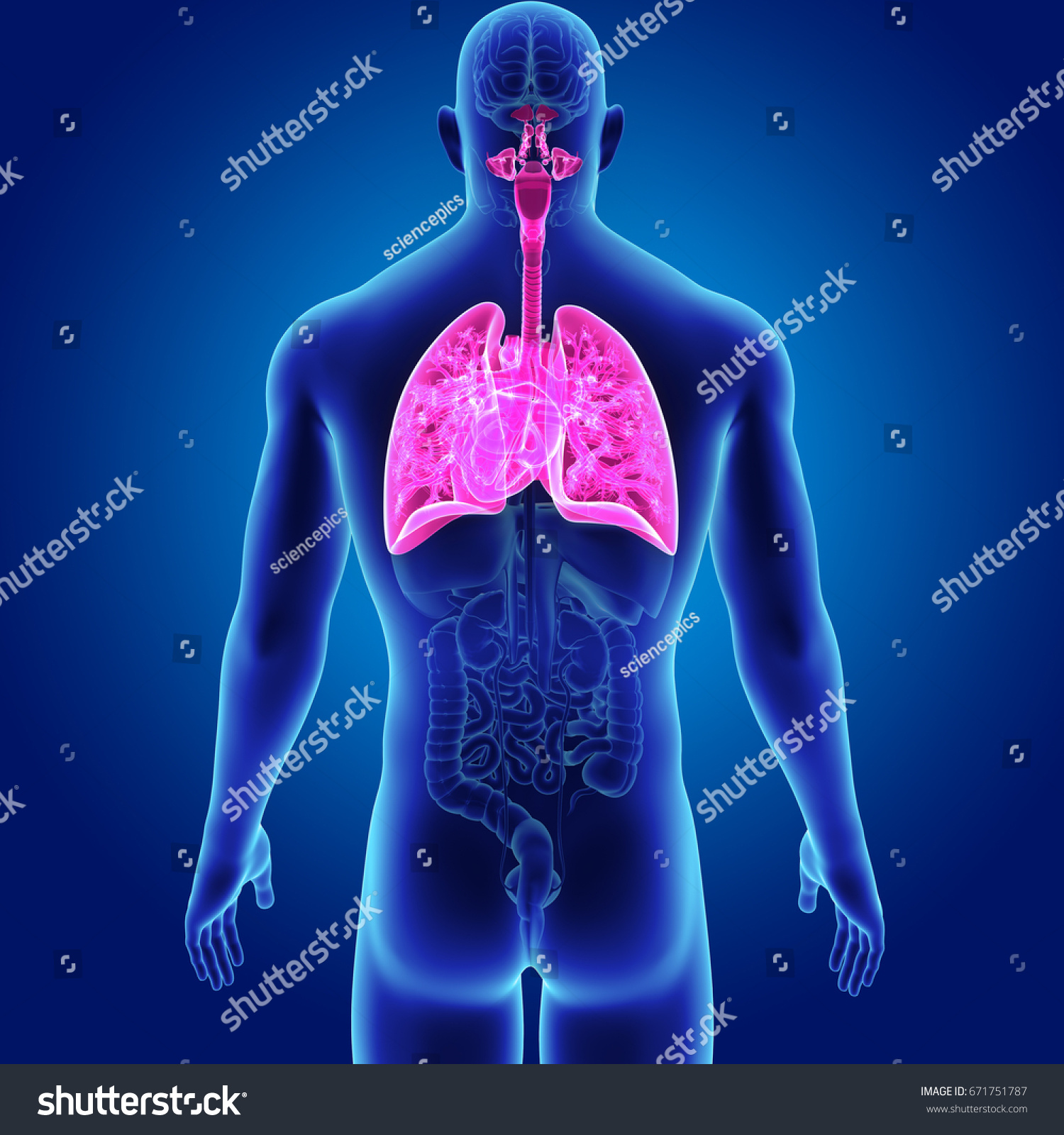 Human Lungs Heart Posterior View 3d Stock Illustration 671751787 Shutterstock