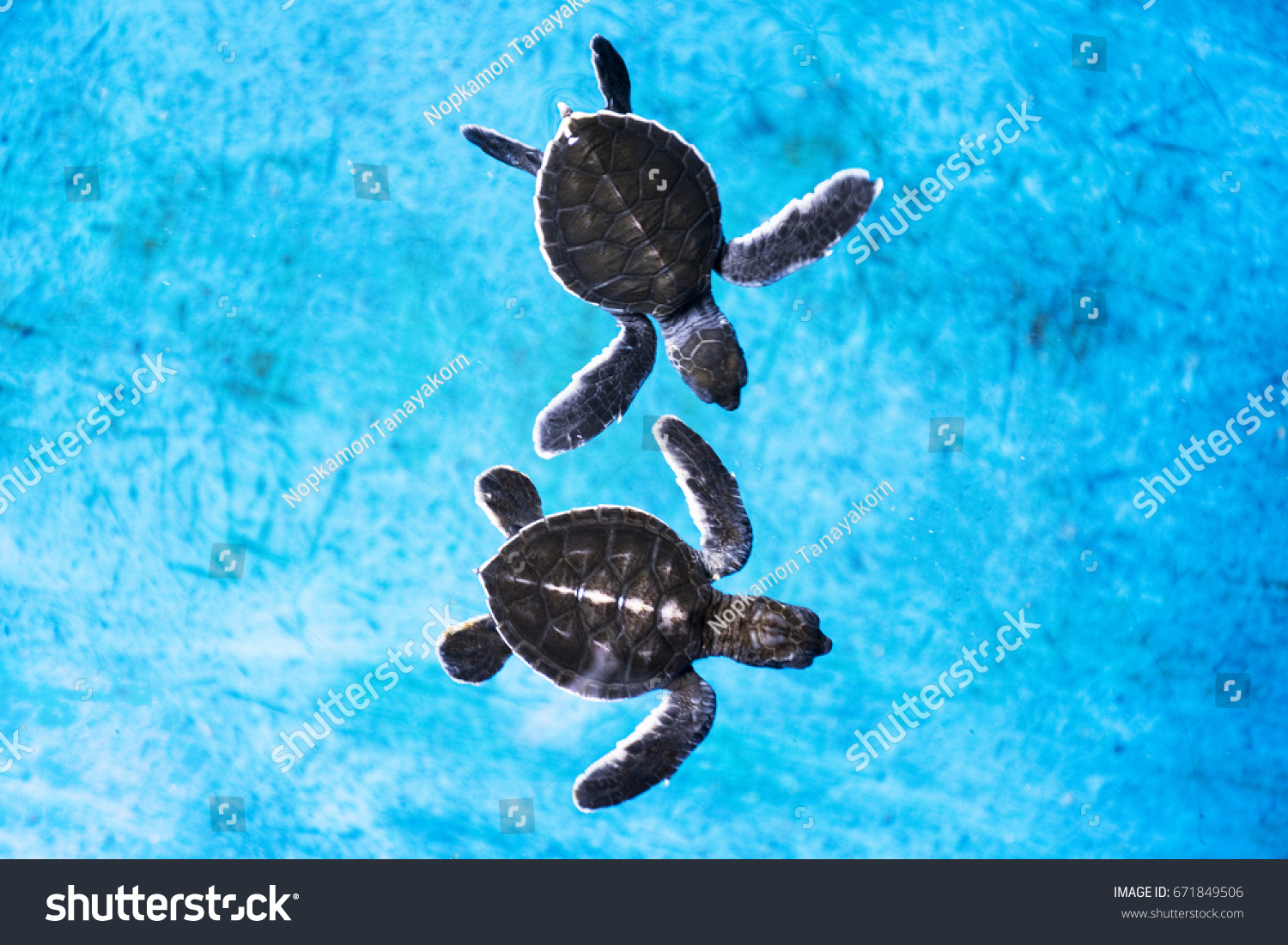 baby turtle swimming