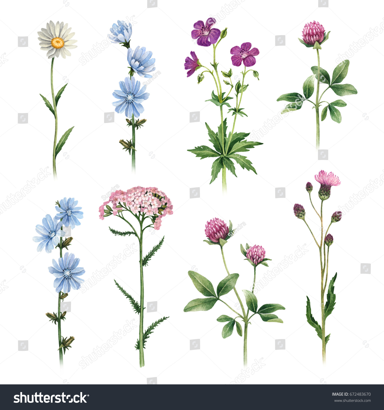 Watercolor Illustrations Wild Flowers Stock Illustration 672483670 ...