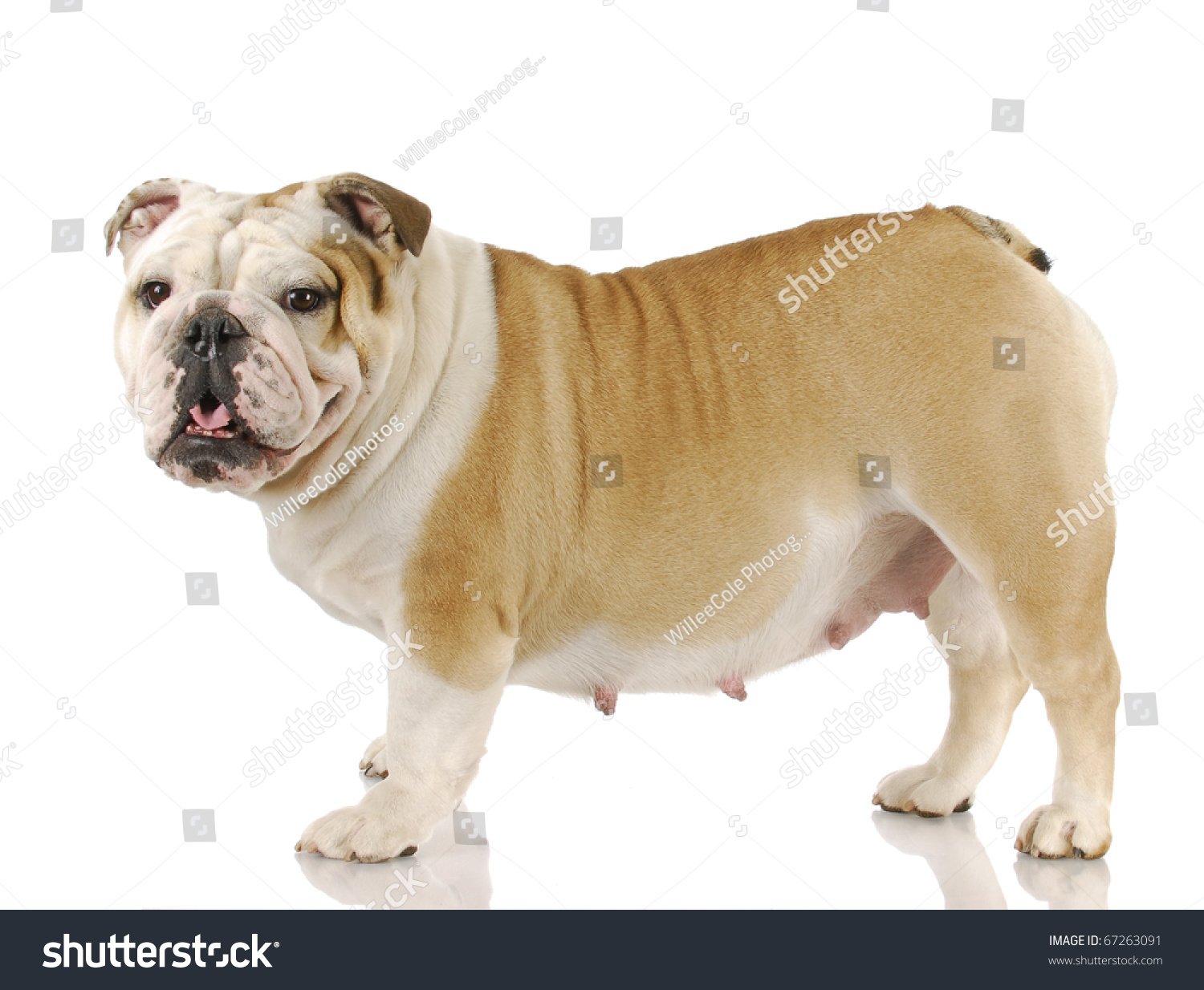 how long are bulldogs pregnant