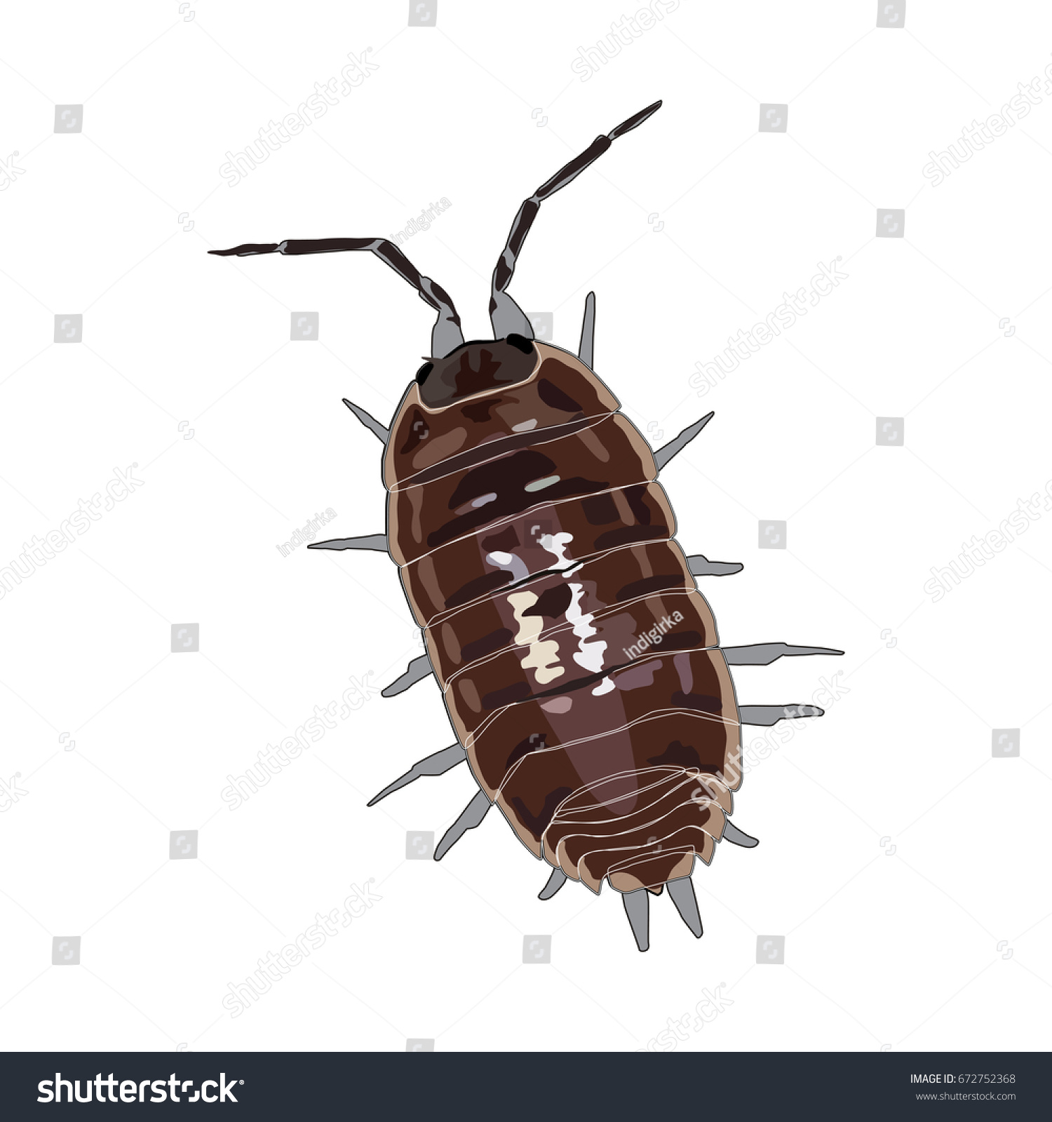 Woodlouse Isolated On White Background Vector Stock Vector (Royalty ...