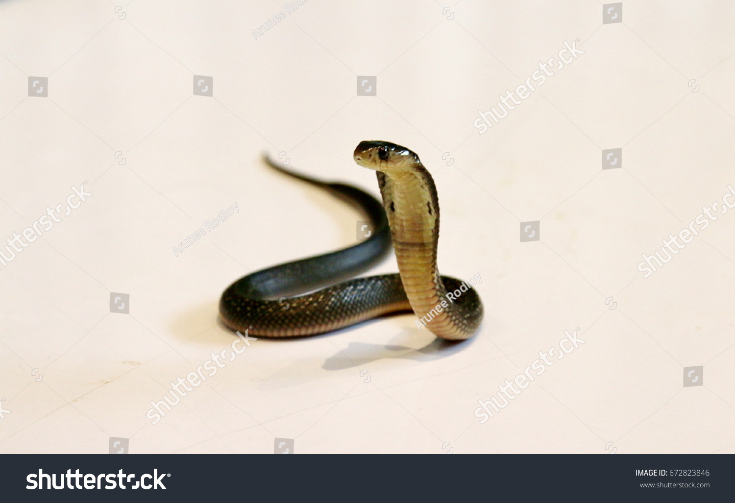 Стоковая фотография 672823846: Baby Indochinese Spitting Cobra Naja ...