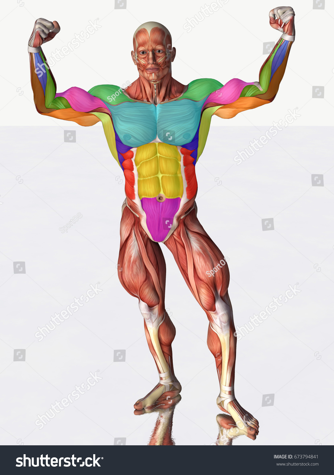 3d Rendering Muscles Anatomical Man Muscles Stock Illustration ...