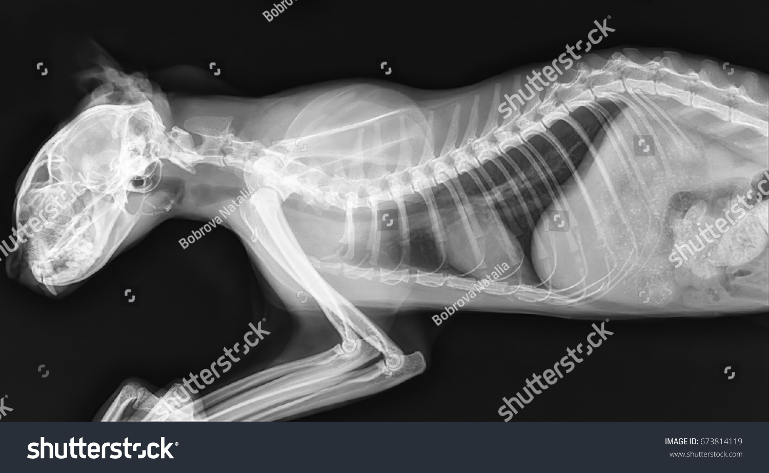 laryngopharynx cat