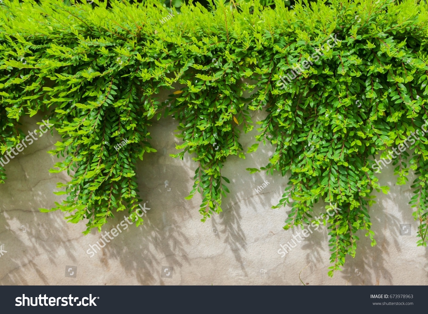 Phyllanthus Myrtifolius Stock Photo 673978963 