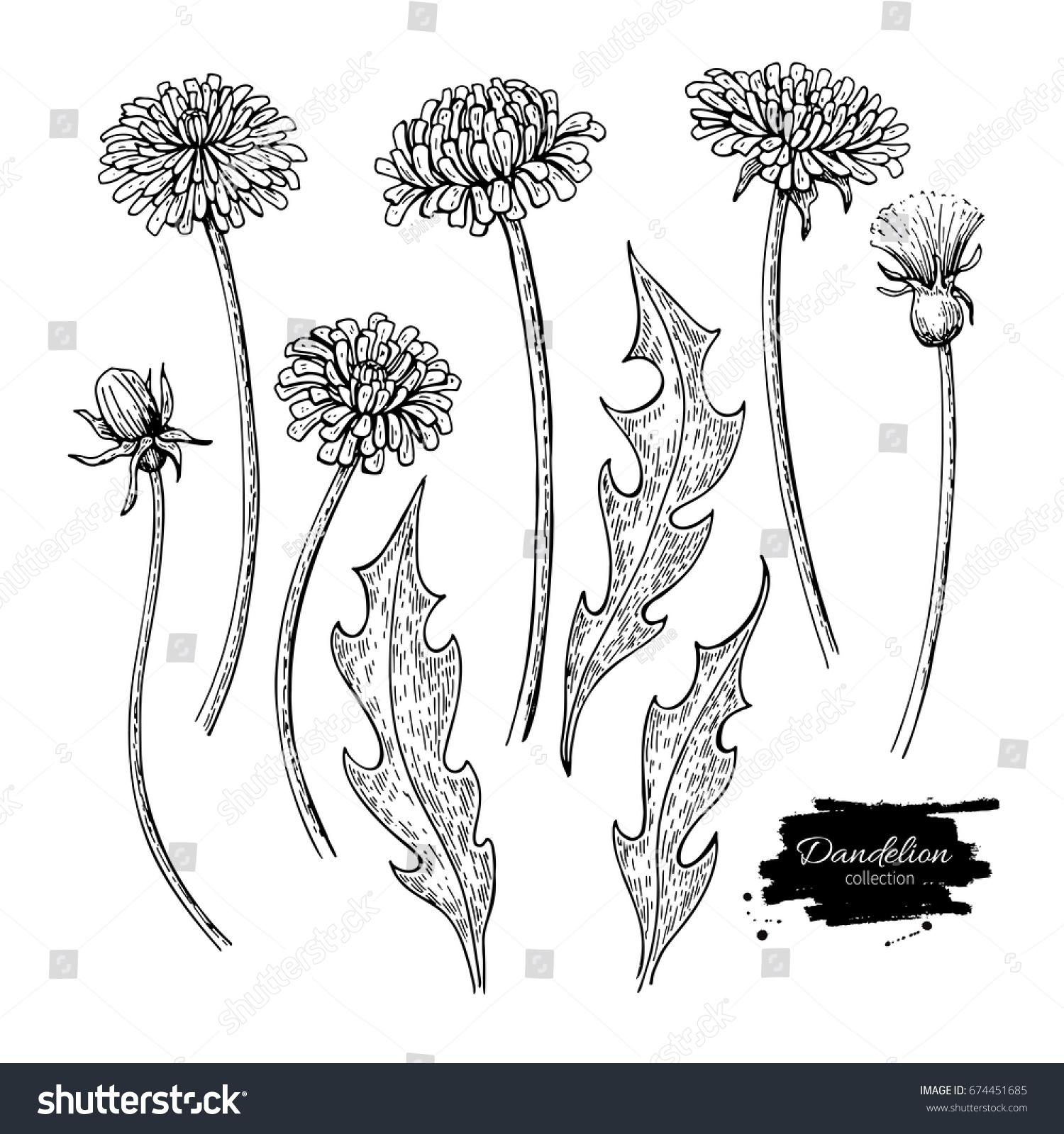 Dandelion Flower Drawing Set Isolated Wild Stock Illustration 674451685 ...