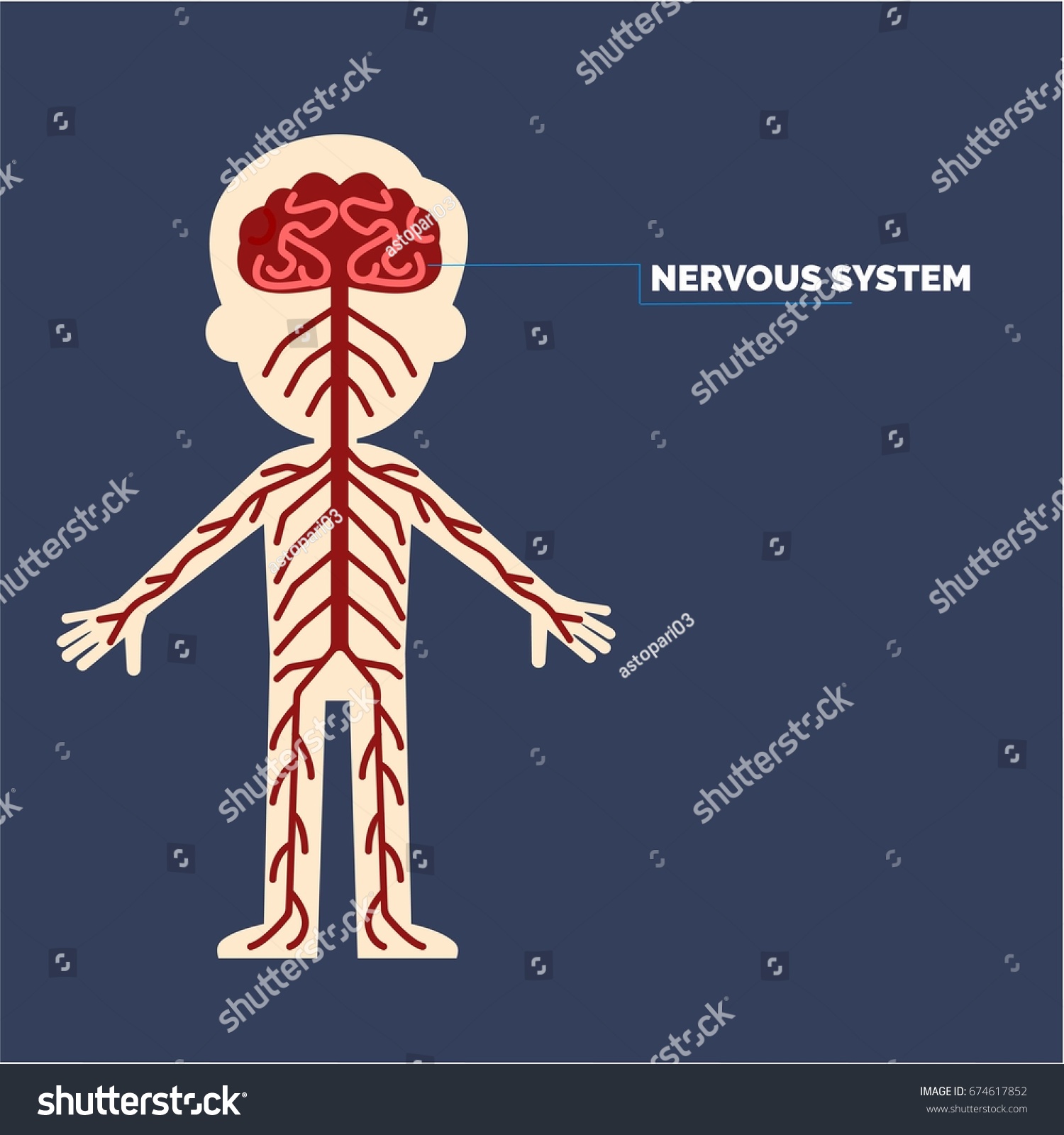 2,158 Cartoon Nervous System Images, Stock Photos & Vectors | Shutterstock