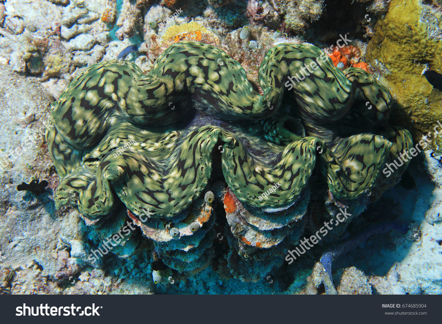 Fluted Giant Clam Tridacna Squamosa Underwater Stock Photo 674685904 ...